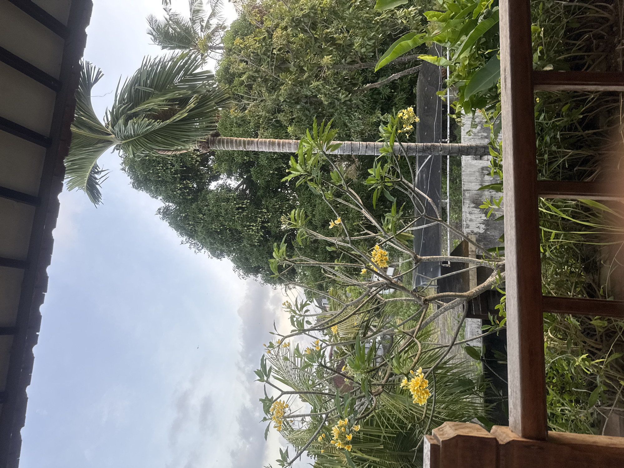 The image depicts a tropical outdoor scene, likely in North Kuta, Indonesia. In the foreground, a wooden railing and roof structure suggest a veranda or balcony. Beyond this, a palm tree dominates the left side of the frame, its fronds fanned out against a cloudy sky. A smaller tree with yellow flowers is also visible, its branches extending across the middle ground. The background is filled with lush green foliage and hints of buildings. The overall impression is one of a serene, natural environment, possibly in the late afternoon given the soft, diffused light. There is no text visible in the image.