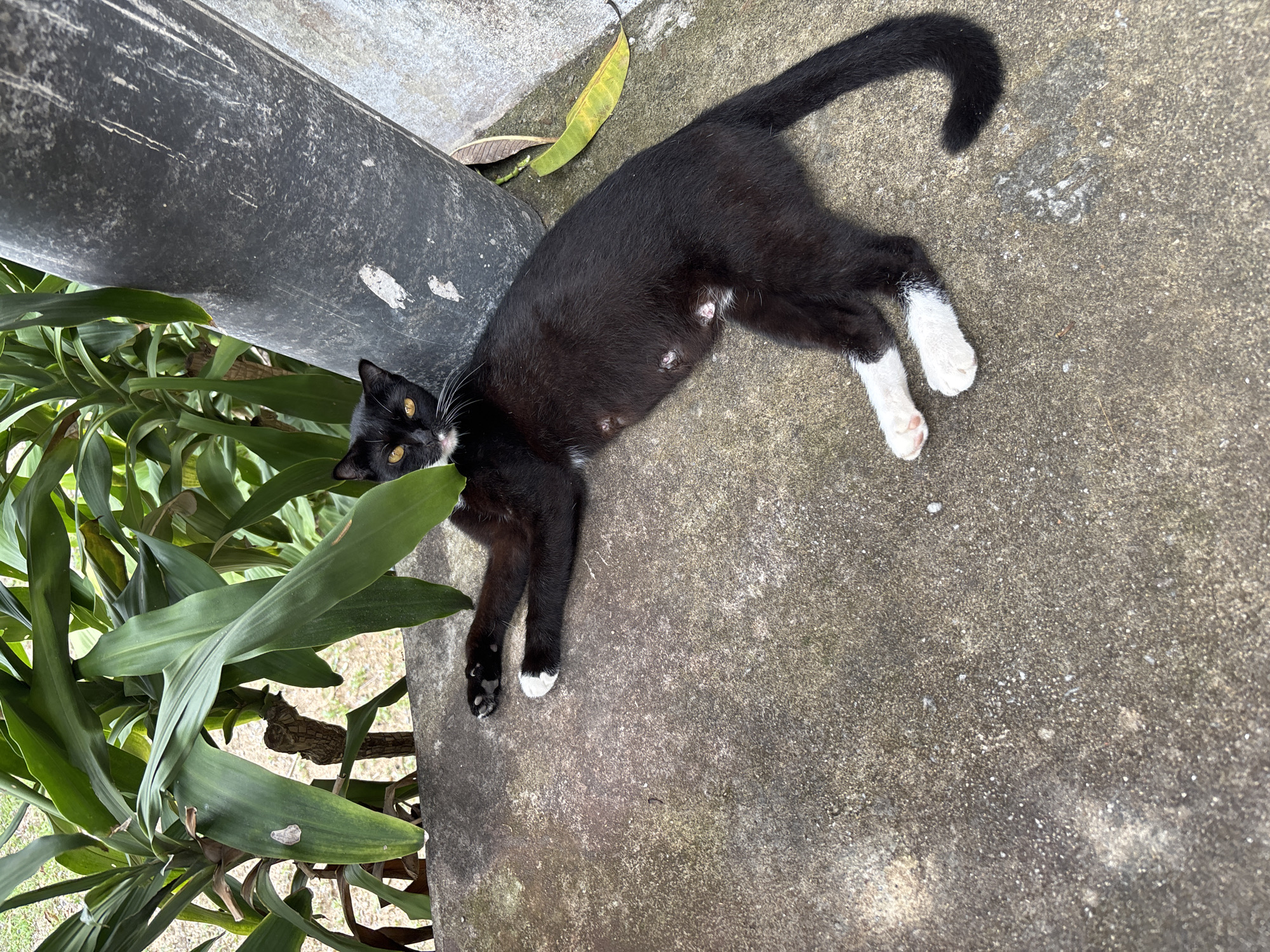 A black and white cat is lying on a concrete surface in what appears to be an outdoor area in บ้านบางรักษ์, Thailand. The cat is mostly black with white paws and lies near a metal pole and some green plants. The concrete surface is weathered. The cat is looking at the camera with bright yellow eyes.