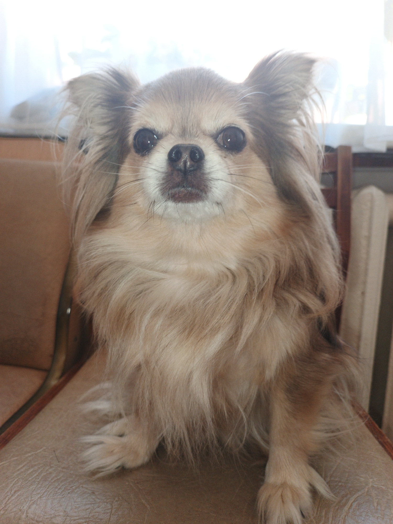 A long-haired tan chihuahua sits on a brown leather-upholstered chair in what appears to be a living room. The dog is positioned centrally in the frame, facing directly towards the camera. Its fur is light brown with some lighter cream-colored accents around its face and chest. The dog has large, dark, round eyes, a black nose, and visible whiskers. Its ears are erect and covered in fur, and its mouth is slightly open, revealing a hint of its tongue.
The chair the dog is sitting on has a worn, textured leather seat and back. To the left of the dog, a portion of another brown chair is visible. In the background, behind the dog, is a window with sheer white curtains, allowing diffused natural light to illuminate the scene. To the right of the dog, a portion of a wooden chair with vertical slats is visible. The overall environment suggests an indoor setting, likely a home. The image does not depict any specific landmarks or features that would allow for a precise location within Medvedyovka, Russia, beyond it being an interior space.