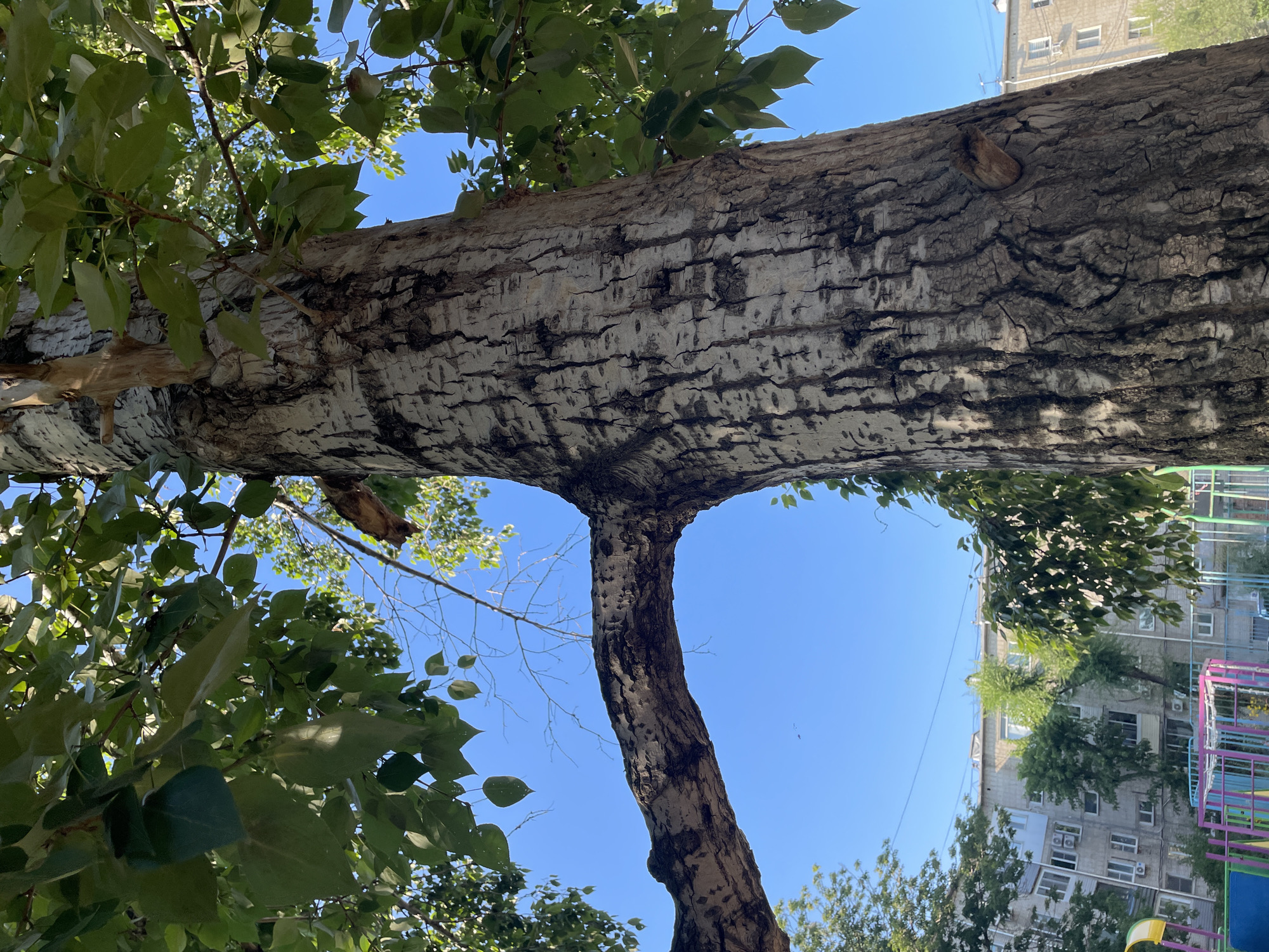 An upward-angle shot captures a mature tree with a thick, textured trunk, its bark a mix of white and dark gray, characterized by deep vertical fissures. A large, horizontal branch extends from the trunk on the left, silhouetted against a clear blue sky. Green leaves and smaller branches sprout from the main trunk and the large branch, some leaves showing signs of wilting. In the background, out of focus, are apartment buildings with multiple windows and air conditioning units. A playground structure, partially visible with colorful bars, is also in the lower portion of the frame. The lighting suggests it is daytime, with sunlight filtering through the leaves. The scene appears to be in an urban residential area.