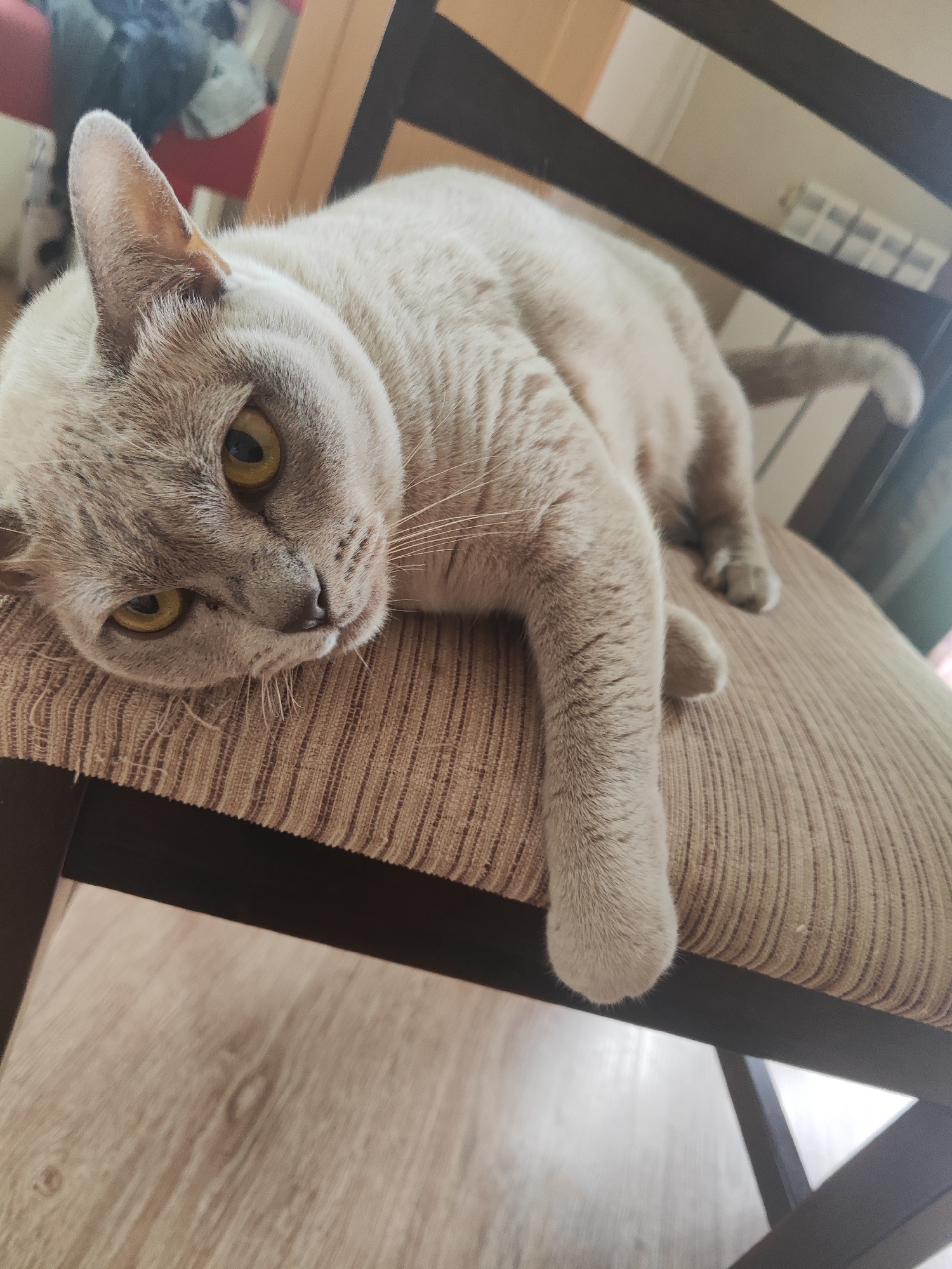 A light brown cat with yellow eyes is lying on a chair cushion. The cat is facing the camera and its head is resting on the cushion. Its front paws are hanging over the edge of the cushion. The chair has a dark brown wooden frame. The background is out of focus and appears to be an indoor setting with some furniture. The floor is made of light-colored wood planks. The image does not provide any specific details about the location in Gvardeysk, Russia.
