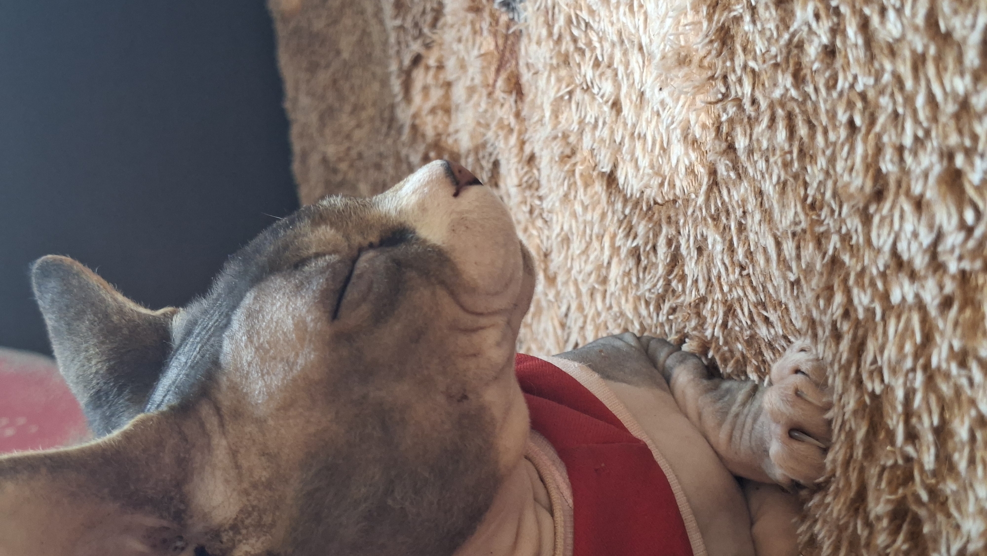 A close-up shot captures a Sphynx cat with its eyes closed, resting on a fluffy, brown carpet. The cat is wearing a red and white collar or garment around its neck. The texture of the cat's skin is visible, as are its large ears and facial wrinkles. The lighting suggests an indoor setting, possibly a home in Забалоцкі сельскі Савет, Belarus. The background is dark and out of focus, with a hint of a red object visible on the left side. The cat's paw is also visible, resting on the carpet.