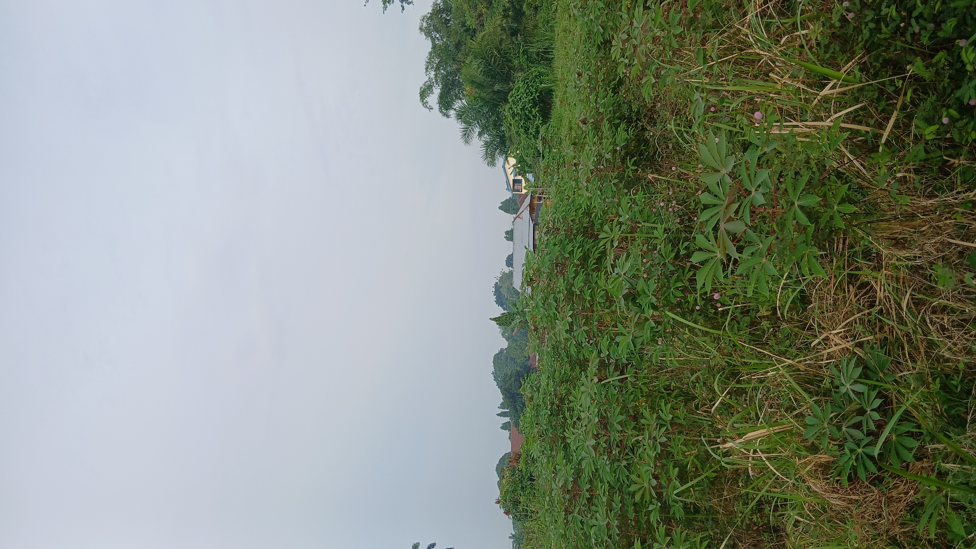 The image shows a field with lush green vegetation in the foreground, primarily consisting of cassava plants and tall grass. In the background, several houses with visible roofs and some trees are discernible. The sky is overcast with a pale, hazy appearance. The scene depicts a rural or semi-rural environment, likely in or around Klambir Lima Kebun, Indonesia, given the context. There are no people or animals visible in the image. The overall impression is of an outdoor, daytime scene with natural elements and scattered human habitation.