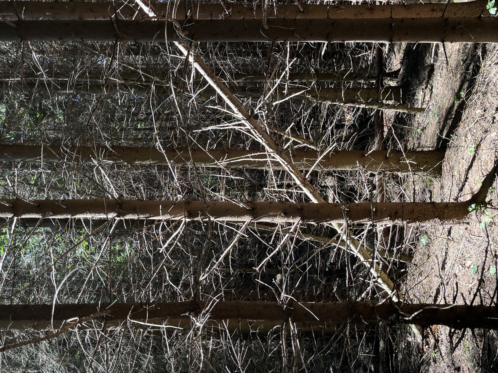 The image shows a dense forest with many dead or dying trees. The trunks are thin and brown, and the branches are bare and crisscrossed. Sunlight filters through the canopy, creating dappled shadows on the forest floor, which is covered in dry leaves and pine needles. The overall impression is one of a somewhat neglected or overgrown wooded area. Without further information, it is impossible to pinpoint this specific forest within Petrovac-na-Mlavi Municipality, Serbia.