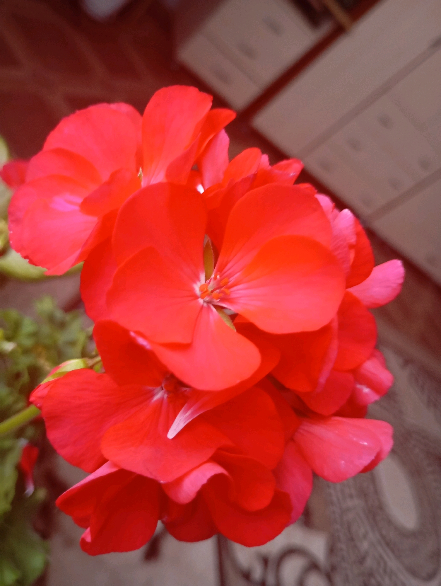 The image displays a close-up, slightly angled view of a cluster of bright red geranium flowers. The flowers are in full bloom, with delicate, ruffled petals. Some of the petals are tinged with a lighter pinkish hue. In the background, the scene is blurred but suggests an indoor environment with hints of wooden furniture or shelving and a patterned surface, possibly a rug or upholstery. There are no people or animals visible in the image. The lighting appears to be natural, casting soft shadows and highlighting the vibrant color of the flowers. There is no identifiable location information within the image itself that would pinpoint it to the city of Фоки, Russia.