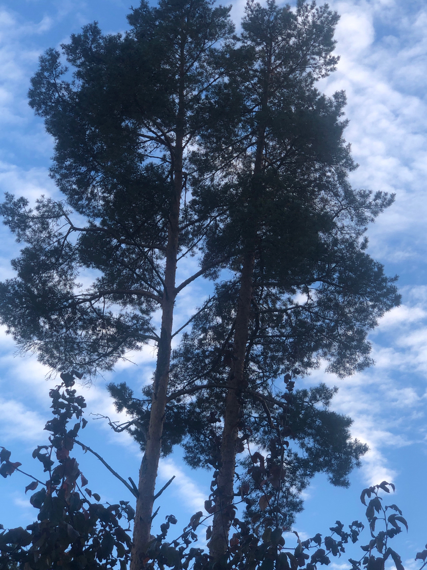 Two tall pine trees dominate the frame, silhouetted against a bright blue sky filled with scattered white clouds. The trees have rough, textured bark and their branches extend outwards, covered in dark green pine needles. In the foreground, to the lower left, a cluster of deciduous branches with dark, reddish-brown leaves is visible, partially obscuring the base of one of the pine trees. The lighting suggests it is daytime, possibly late afternoon or early morning, given the contrast and the way the light filters through the clouds. The scene appears to be outdoors in a natural setting, consistent with a dacha or garden area.