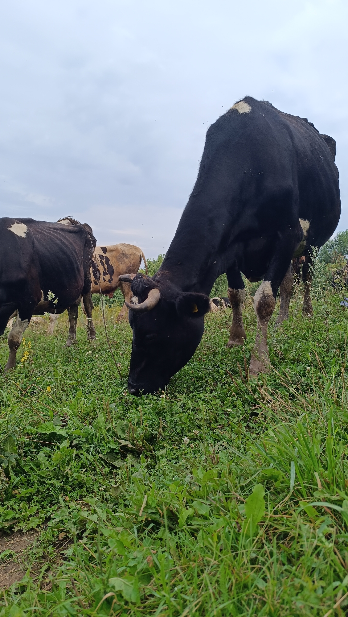 The image depicts a group of cows grazing in a field under an overcast sky. In the foreground, a black and white cow is prominently positioned, its head lowered to the ground as it eats grass. Its body is mostly black with white markings on its flank and rump. To the left, another black and white cow is visible, facing away from the camera. Further back, a tan and brown cow with darker markings stands in the middle ground. Several other cows are scattered throughout the field in the background, some partially obscured by foliage. The environment is characterized by lush green grass, interspersed with small wildflowers. The overall scene suggests a rural or agricultural setting, likely a pasture or meadow. There is no indication of the city of Karsha, Russia, or any specific urban context.