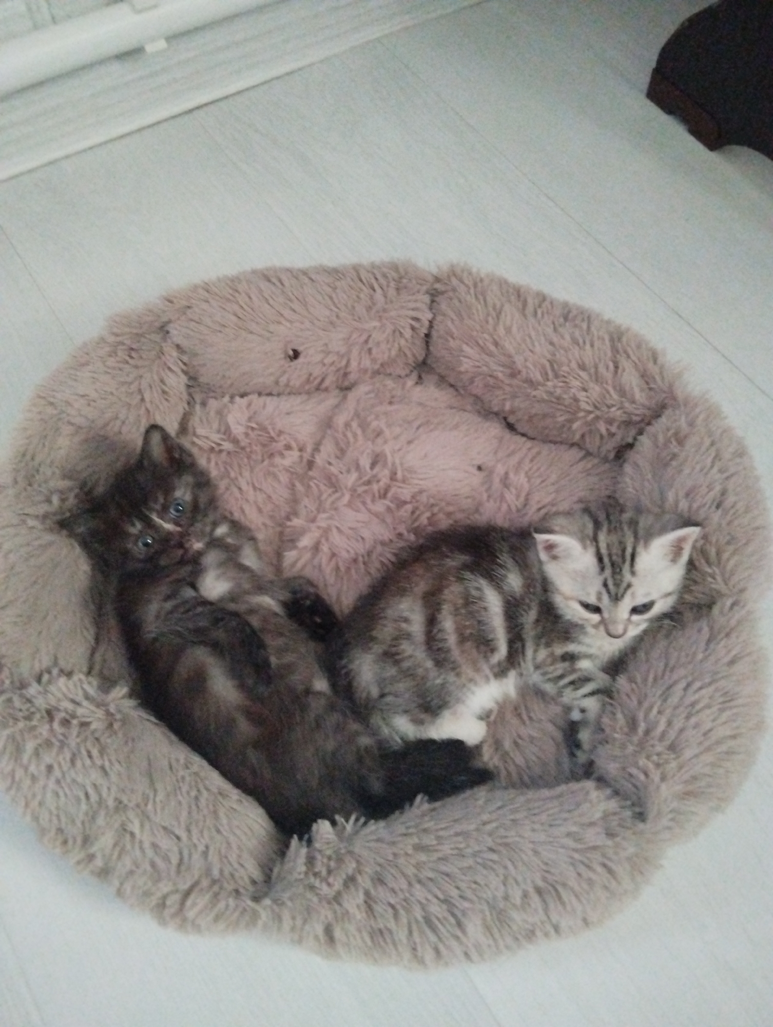 Two kittens are nestled in a round, plush pet bed. One kitten is mostly dark grey or black, lying on its back. The other kitten has grey and white tabby markings and is curled up in a resting position. The pet bed is light brown/grey in color and appears to be fluffy. The scene is set on a light-colored, laminate floor. The location is in the city of Krasnogorskoye, Russia.