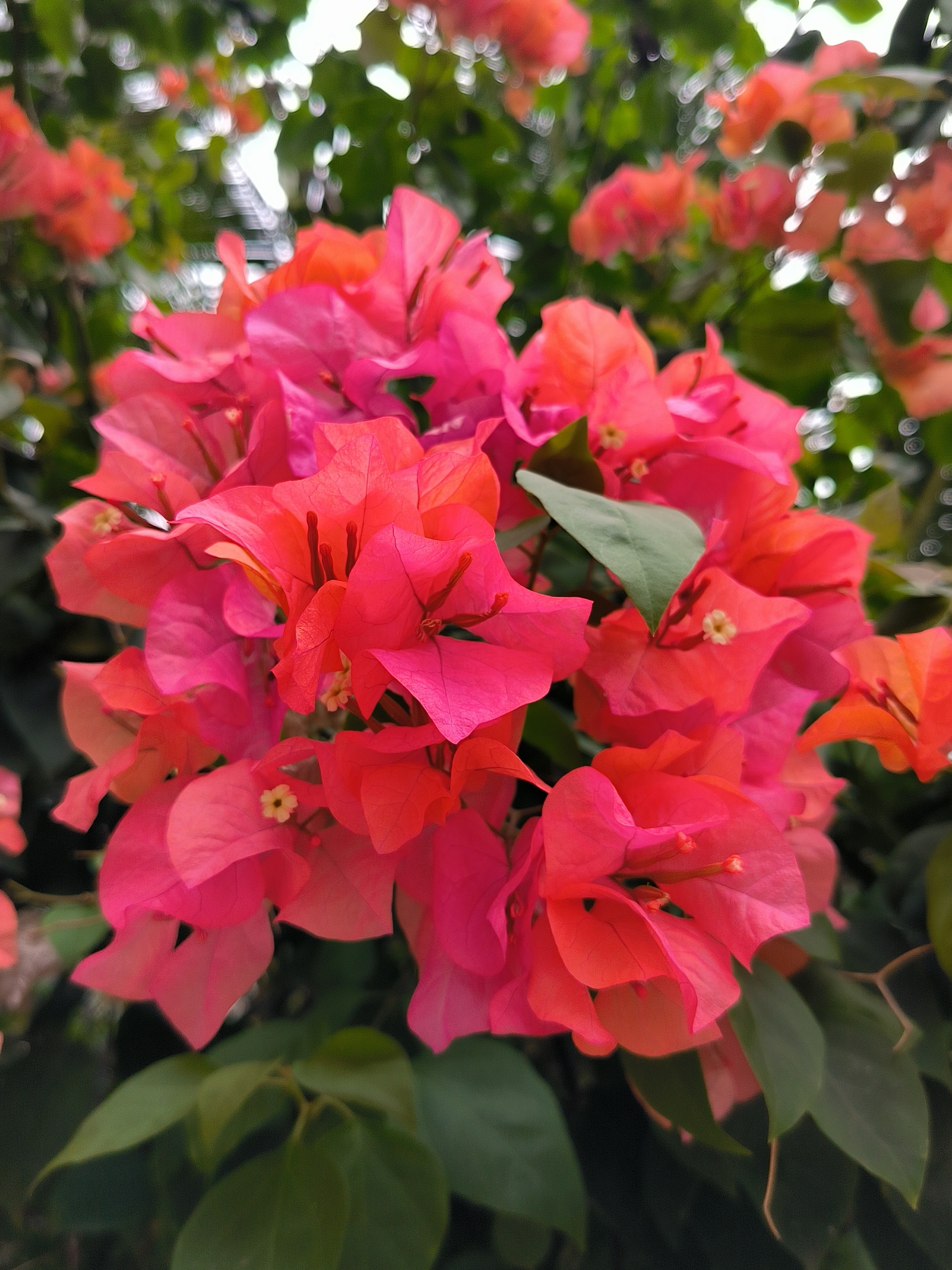 A cluster of vibrant pink and coral bougainvillea flowers are in full bloom, with some scattered out-of-focus blossoms and green foliage in the background. The image is a close-up shot, highlighting the delicate petals and small yellow pistils of the flowers. The setting appears to be outdoors, possibly a garden or park, given the natural light and plant life. While the general image context is clear, the specific location within Lhokseumawe, Indonesia, is not visually identifiable.
