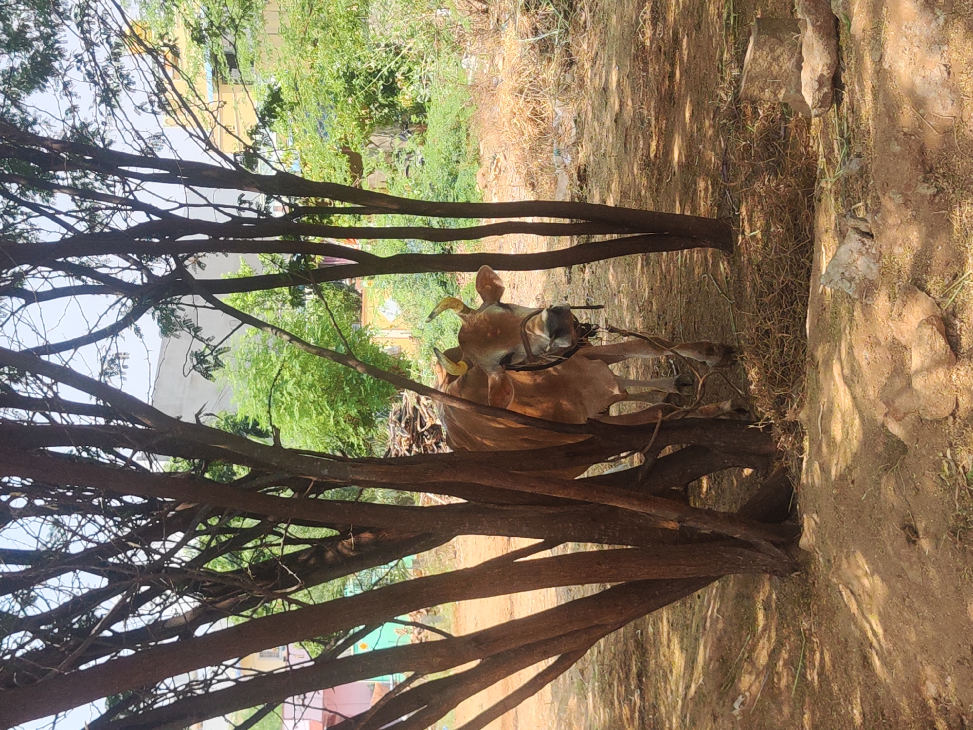 The image depicts a light brown cow with prominent horns, wearing a bridle, standing in a partially shaded area. The ground is covered in dry vegetation and dirt, suggestive of a dry, possibly rural environment. A tree with numerous branches dominates the foreground, obscuring the cow's body to some extent. In the background, there is green foliage, and glimpses of buildings indicate a proximity to a populated area. The location is Pedda Kammavaripalli, India. No people are visible in the frame.