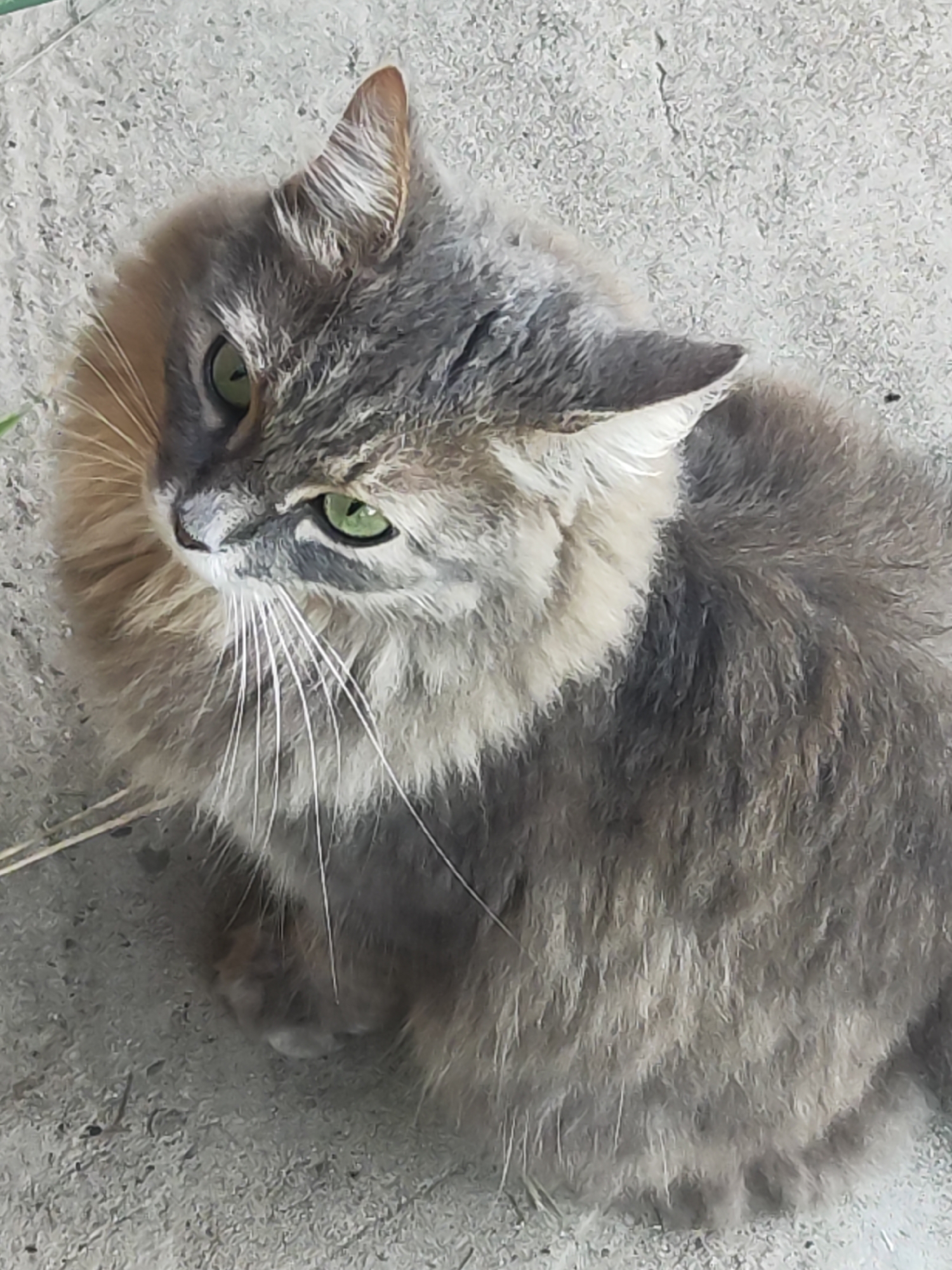 A close-up, overhead shot features a fluffy, grey and tan long-haired cat sitting on a textured, grey concrete surface. The cat is positioned in the center of the frame, looking towards the left with its bright green eyes. Its fur is a mix of grey and lighter tan or cream colors, particularly around its face and chest, giving it a fluffy appearance. Long, white whiskers fan out from its muzzle. The concrete surface appears rough and uneven, with some small pebbles or debris scattered on it. There is a thin, dry blade of grass or straw visible on the left side of the image, trailing behind the cat. The lighting suggests it is daytime, with soft shadows indicating ambient light. The cat's gaze is directed away from the camera, giving it a somewhat alert or curious expression. No text is visible in the image.