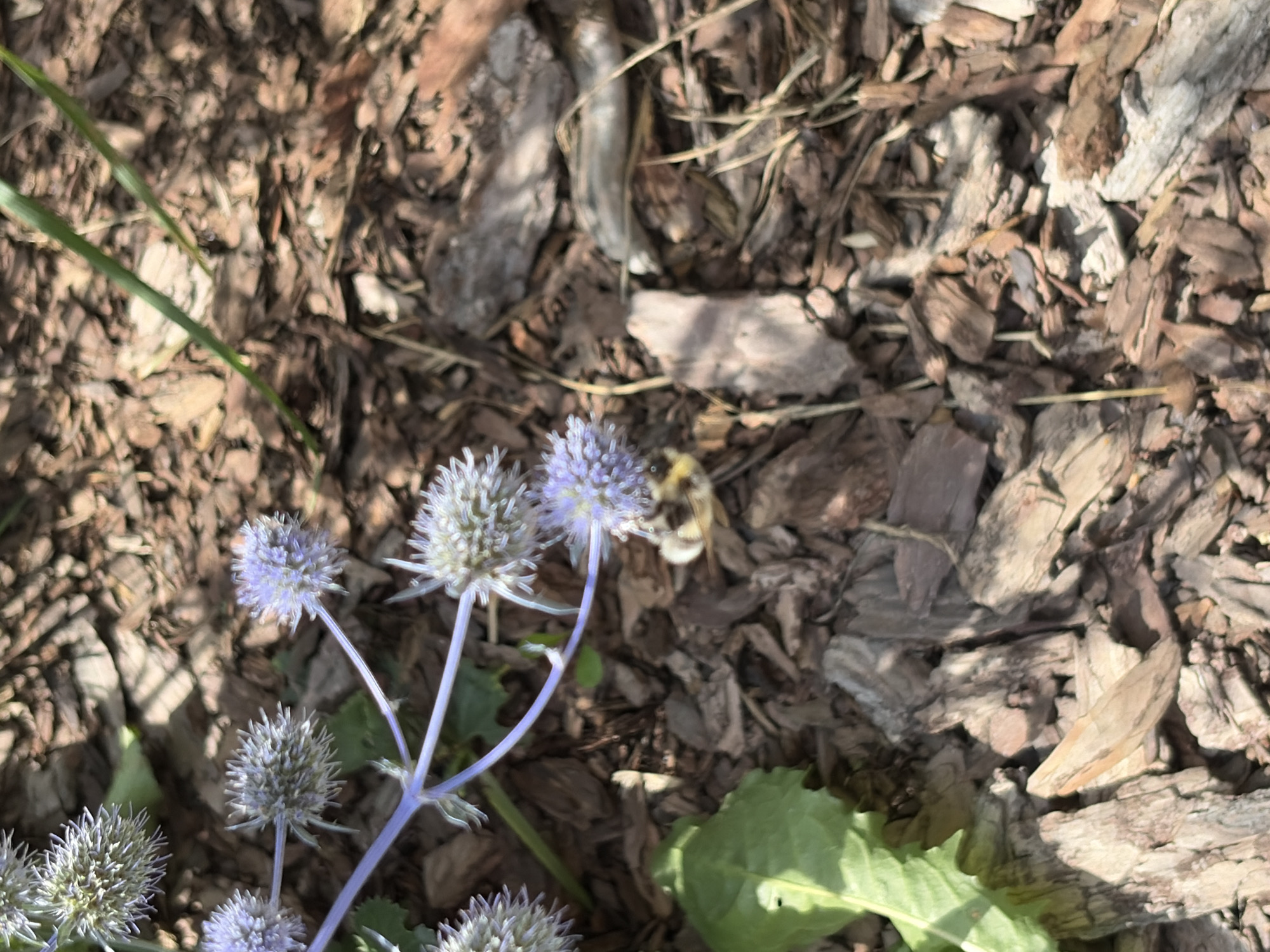 A bee is collecting nectar from a thistle flower in a garden. The bee is small and fuzzy with black and yellow stripes. The thistle flower is purple and has spiky petals. The garden is covered in mulch. The image was taken in Krasnogorsk, Russia.