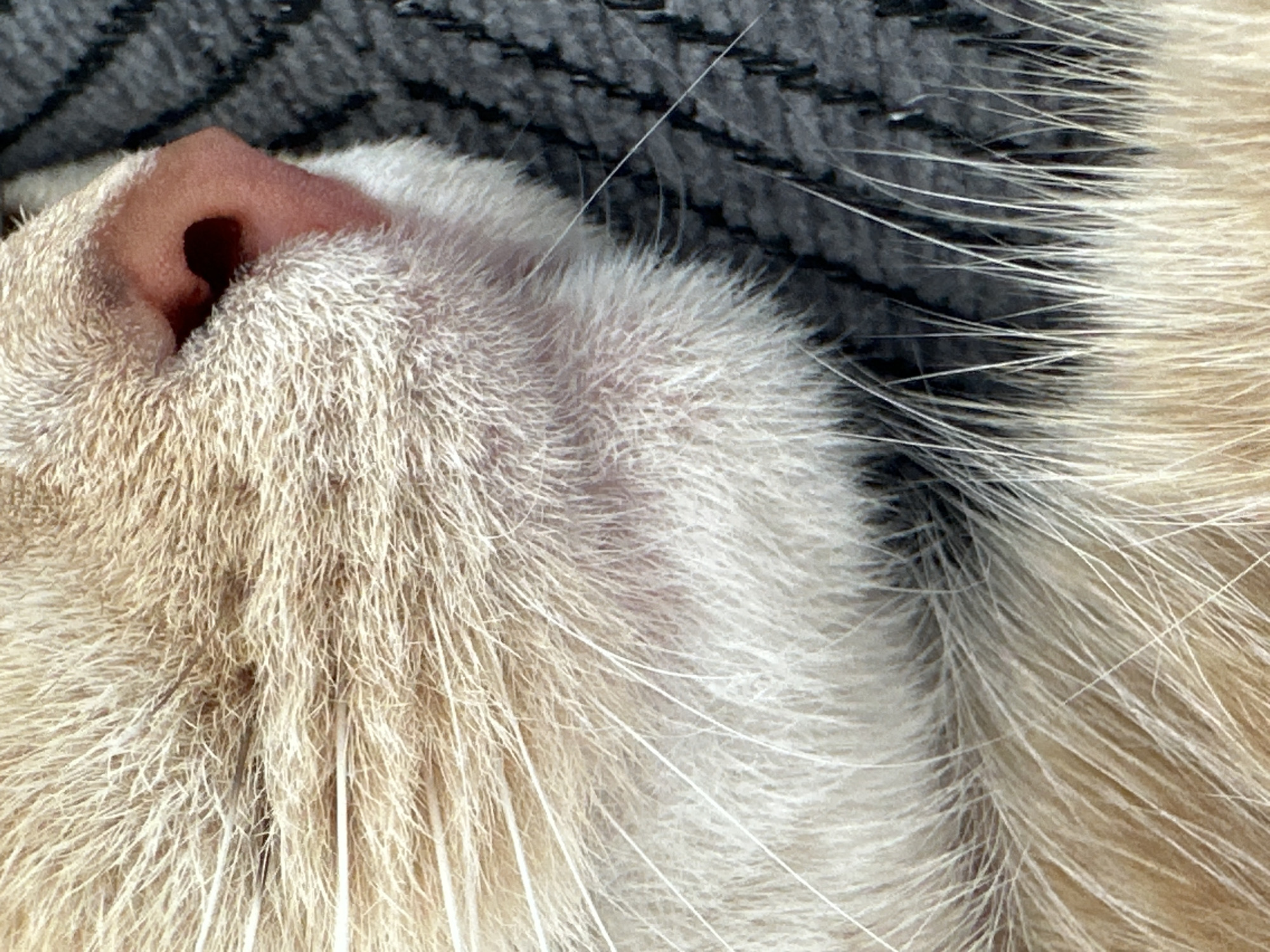 A close-up photograph shows the face and snout of a feline resting on a grey, knitted surface. The cat's fur is predominantly white and light beige, with longer, white whiskers. A pink nose is visible, with one nostril facing the viewer. The environment is blurry and out of focus. The location is Unknown, Unknown.