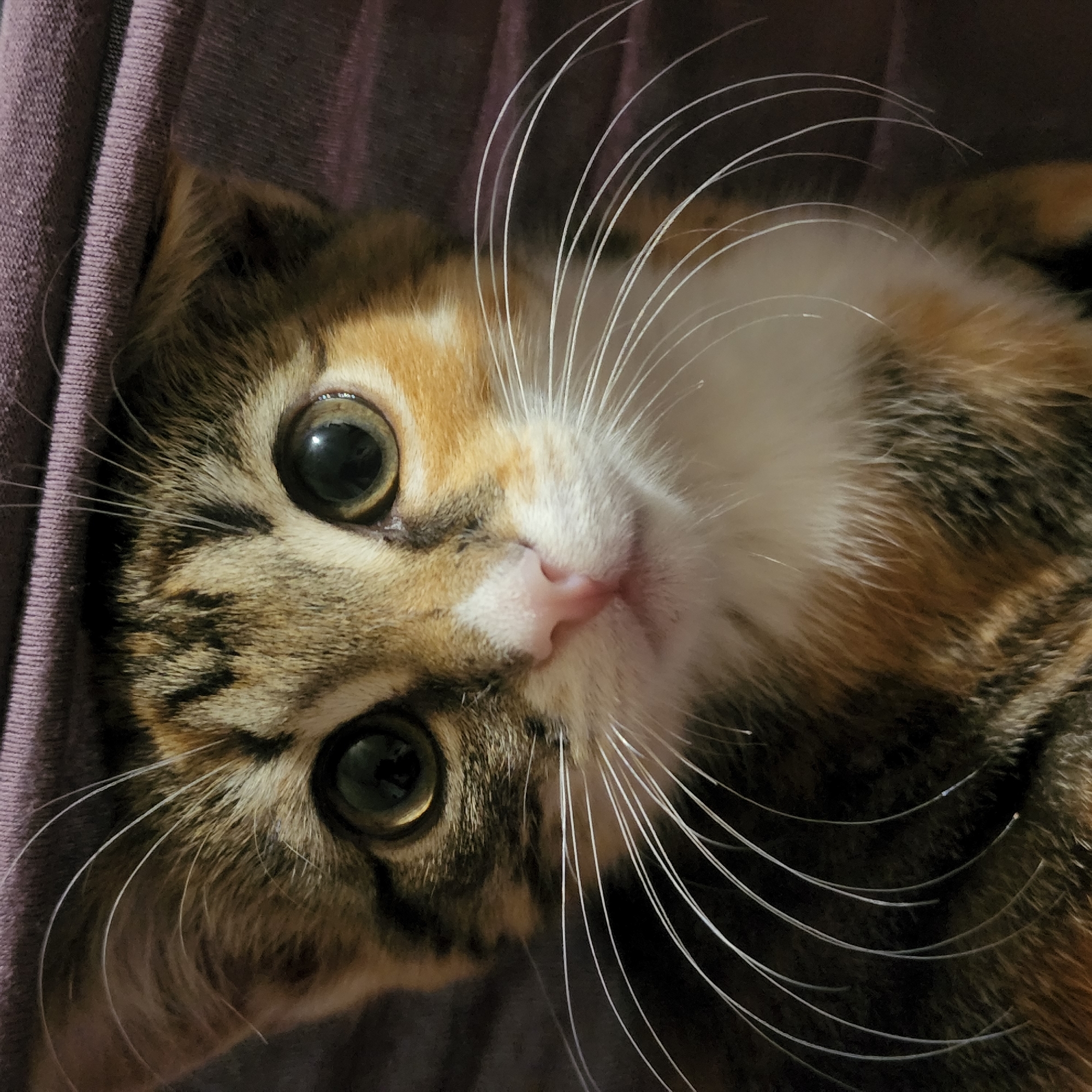 This is a close-up, head-on, indoor portrait of a calico kitten. The kitten has large, round, dark green eyes, a pink nose, and prominent white whiskers that fan out from its muzzle. Its fur displays a mix of brown, black, and orange tabby markings, with white fur on its chest and around its nose. The kitten is peeking out from under a folded, purple fabric, likely a blanket or clothing, which creates a dark, textured background. The lighting is dim, focusing attention on the kitten's face. There is no information available regarding the location in Moscow, Russia.