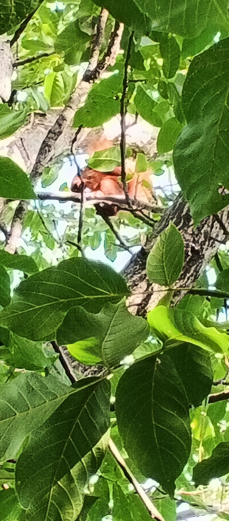 A squirrel is perched on a branch of a tree, partially obscured by green leaves. The squirrel is light brown and appears to be facing to the left. The tree has rough, grey-brown bark and dark branches. The background is blurred, showing hints of the sky and other foliage. The image was taken outdoors, likely in a park or residential area in Smila, Ukraine.