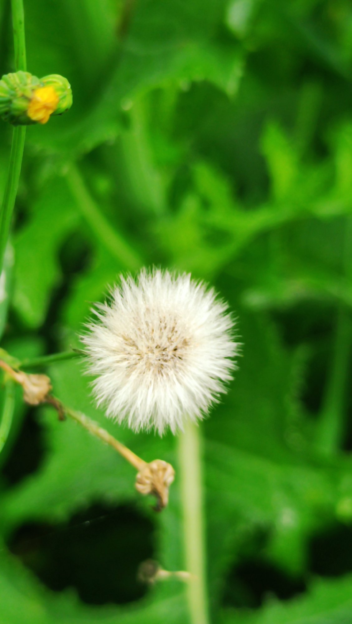 The image shows a close-up of a dandelion seed head, white and fluffy, set against a blurred background of vibrant green leaves. In the upper left corner, a green flower bud with yellow accents is partially visible. The overall impression is one of nature and delicate beauty. The image does not provide any information about the city of Karsha, Russia, or any human presence or activity.