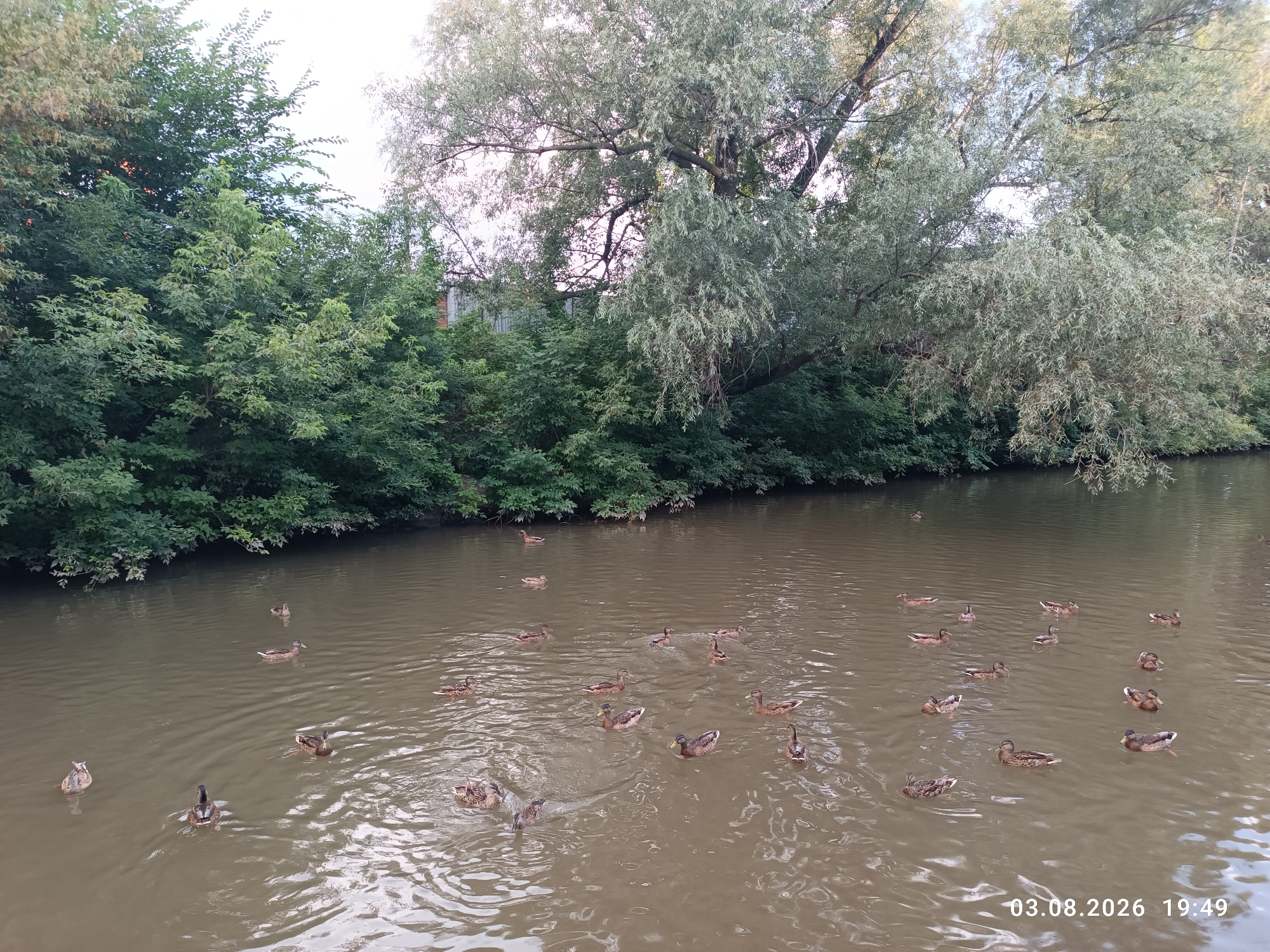 A flock of mallard ducks swims in a muddy river with lush green trees lining the banks. The scene is captured from an elevated viewpoint. The image is dated "03.08.2026 19:49".