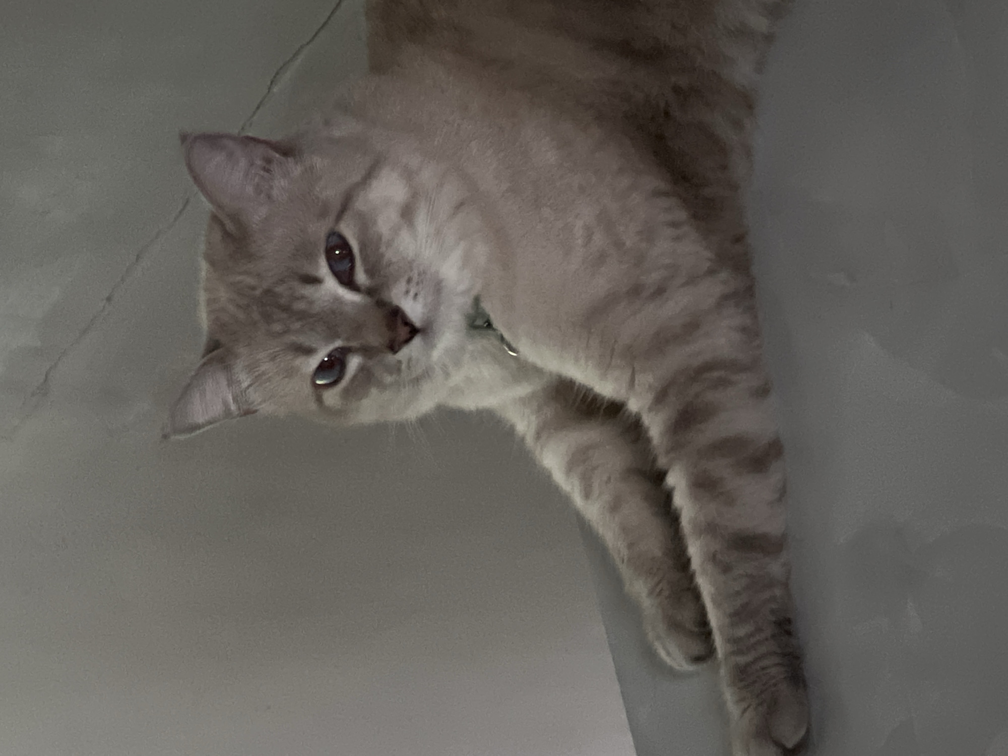 A light brown cat with darker tabby markings on its legs and face is lying down. The cat is wearing a green collar. It is positioned on a flat, light-colored surface with a greyish wall in the background. The lighting is dim, casting shadows and highlighting the cat's fur. The cat is looking directly at the camera with its eyes open. The scene appears to be indoors.