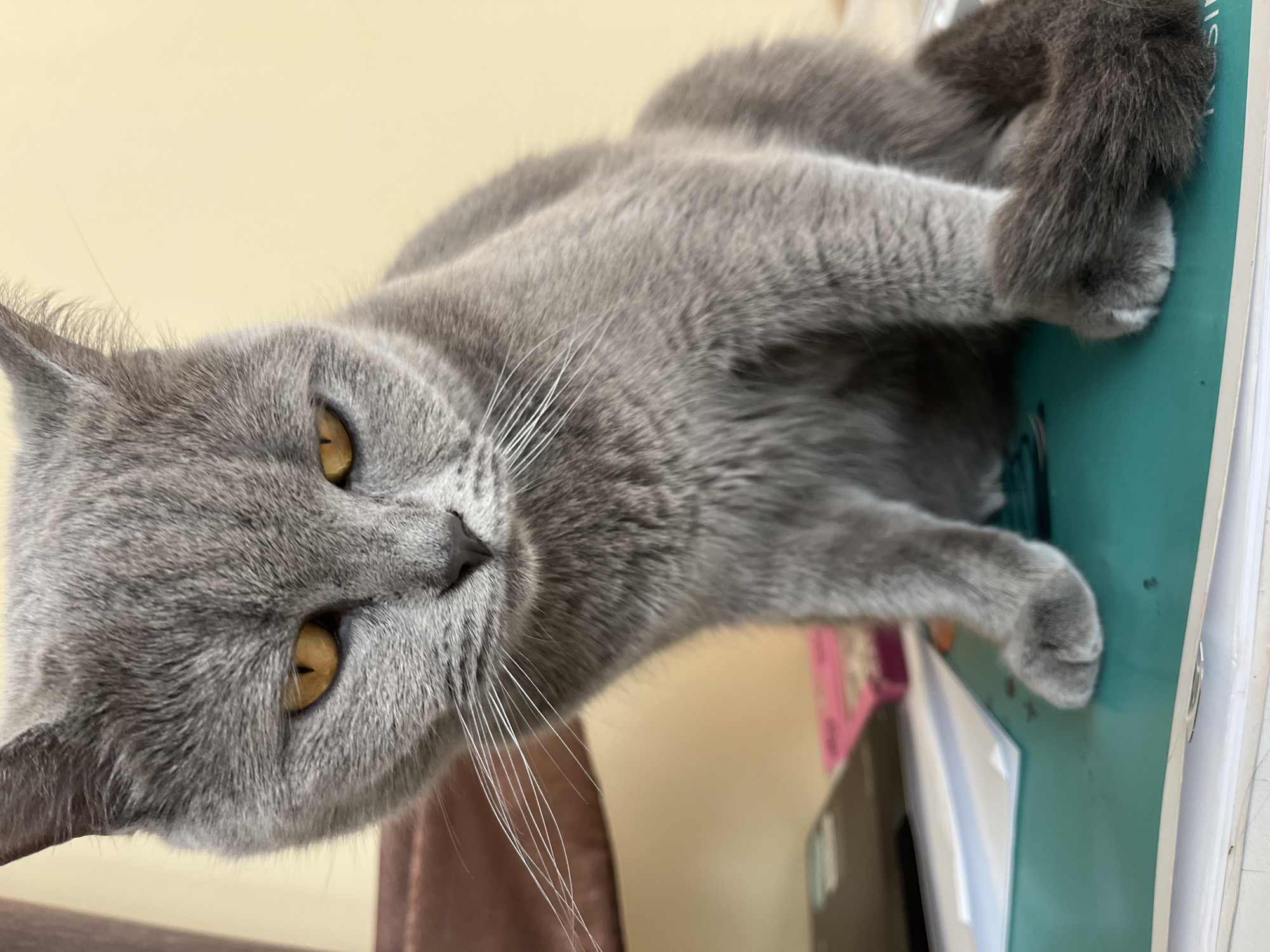 A grey cat, likely a British Shorthair, is depicted in an indoor setting. The cat is oriented on its side within the frame, with its head turned to face the viewer directly. It possesses dense, soft grey fur and prominent golden-yellow eyes with vertical slit pupils, which are wide open and focused intently on the camera. Long white whiskers extend from its muzzle.
The cat appears to be resting or lying down, with its front paws extended onto a teal-colored object, possibly a book or binder, which is placed on a stack of other items. The background is a bright, light-colored surface, likely a wall, in a soft beige or pale yellow hue, indicating good lighting conditions. Out-of-focus elements in the background include a reddish-brown object (possibly a curtain or furniture), a pink item, and other papers or books, suggesting a domestic environment.
The lighting is soft and even, consistent with a bright daytime scene indoors. The cat's expression is calm and observant. There is no discernible text visible in the image. The setting is an indoor space, consistent with a home in Alanya, Turkey.