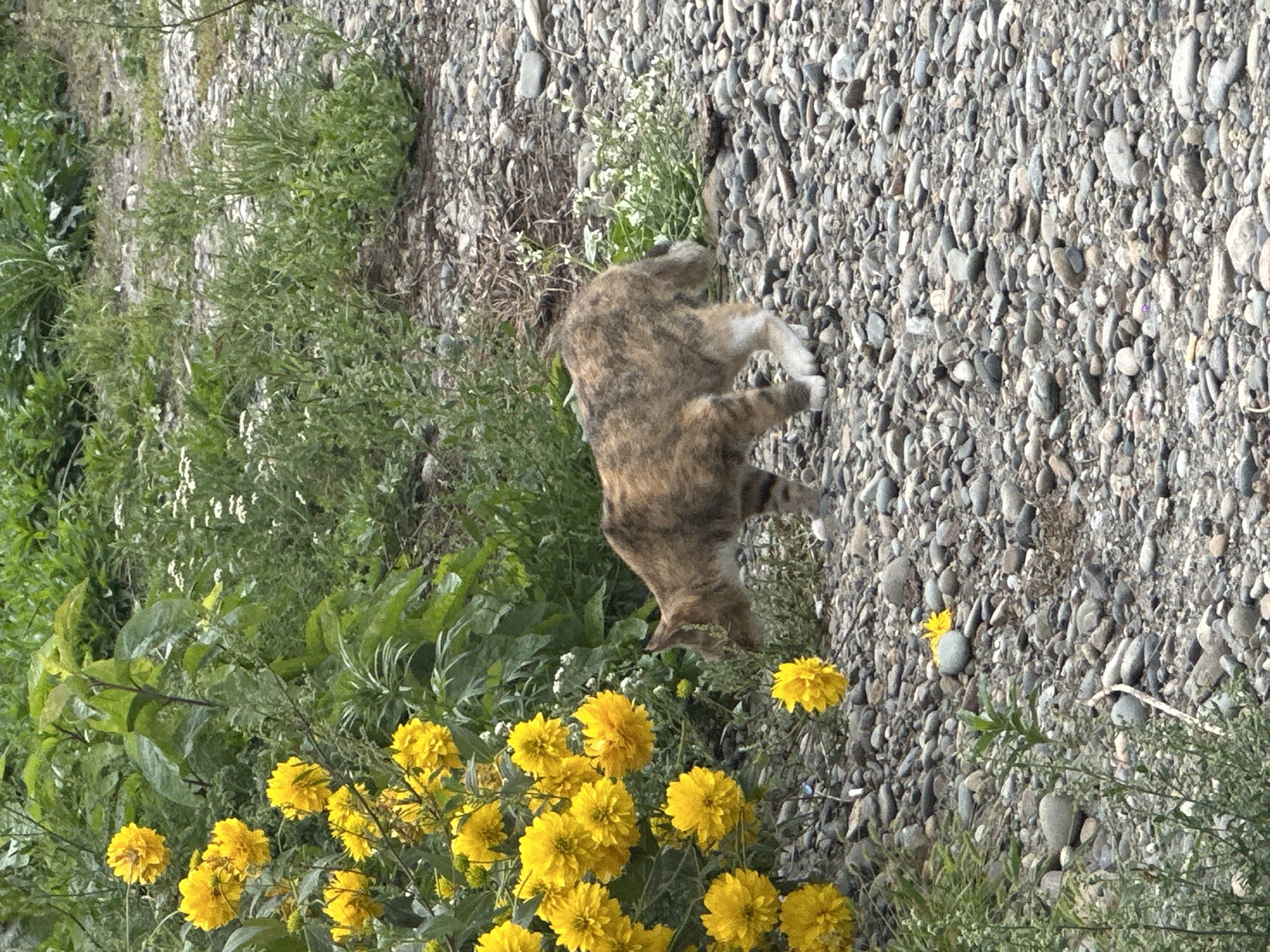 An adult tabby cat with light brown fur and dark stripes is depicted in the center-right of the image. The cat is facing left, with its head lowered as if sniffing the ground. It has white paws and a white chest. The cat is walking on a rocky surface with scattered green plants and a cluster of bright yellow flowers to its left. In the background, there is more greenery and a path of stones and dirt. The scene appears to be outdoors in a natural or semi-natural setting. The image was captured in Biysk, Russia.