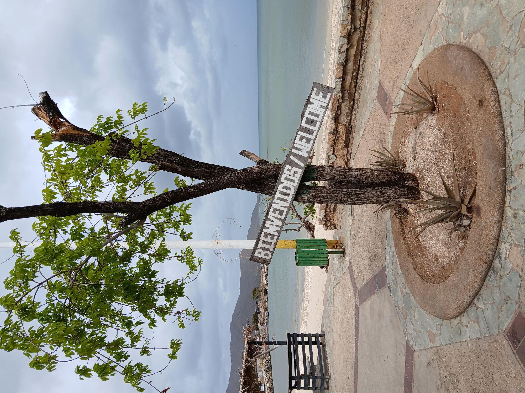The image depicts a coastal scene likely in Juan Griego, Venezuela. A tree stands prominently with a sign reading "Bienvenidos/Welcome." The beach is visible in the background, with an expanse of water and a cloudy sky. The foreground shows a paved area with planters containing arid vegetation. Some benches are placed near the beach.