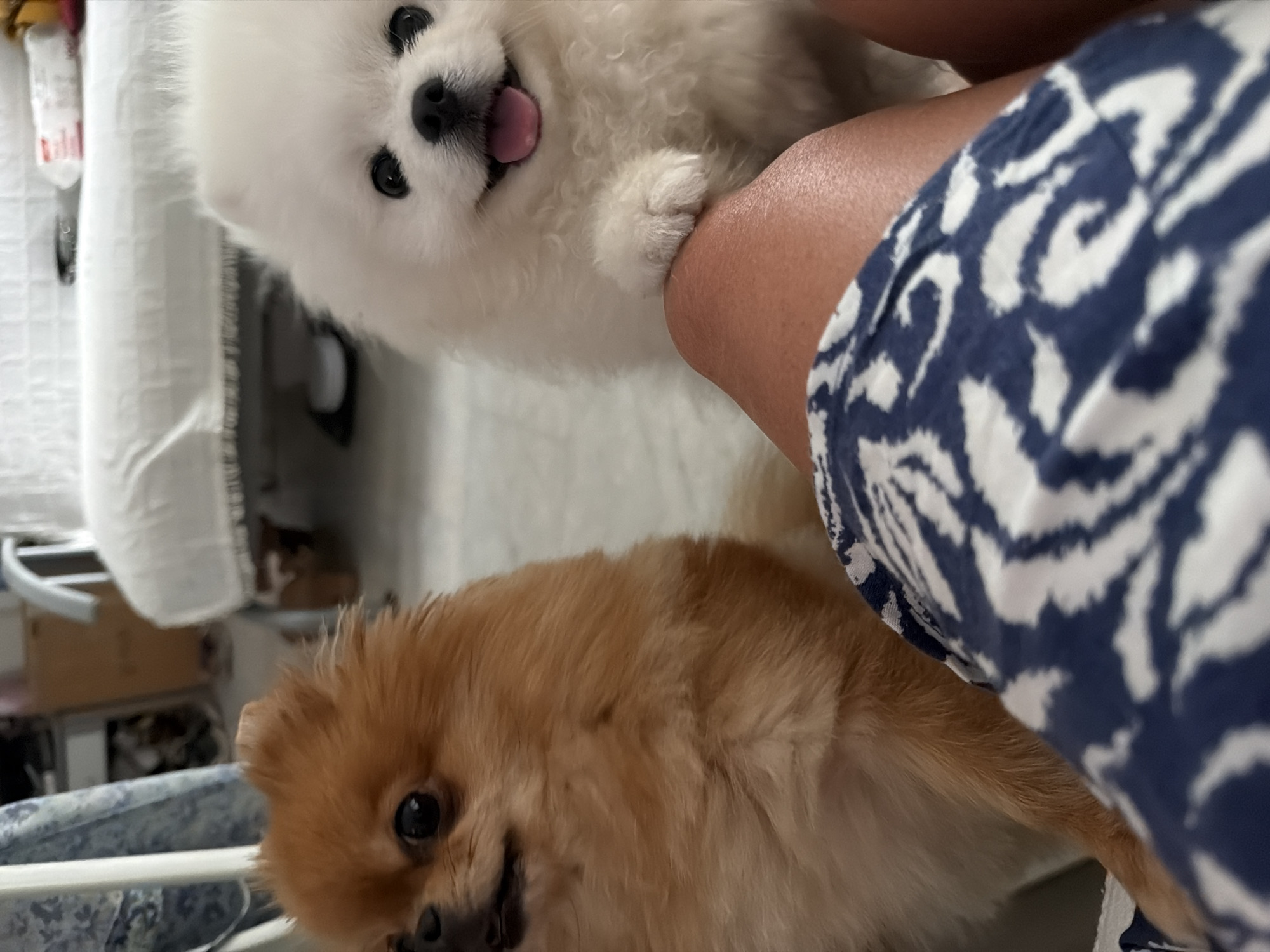 Two Pomeranian dogs are the subjects of this medium shot, one with reddish-brown fur on the left, and a white one on the right. The dogs appear to be indoors, possibly in a living room, with furniture and a white upholstered couch visible in the background. The white dog is reaching out its paw, resting it on a person's leg, which is in the foreground. The person is wearing blue and white patterned shorts. The lighting suggests it is daytime, and the overall scene conveys a sense of domesticity and interaction between the pets and their owner. There is no information to suggest this scene is in Marmaris, Turkey.