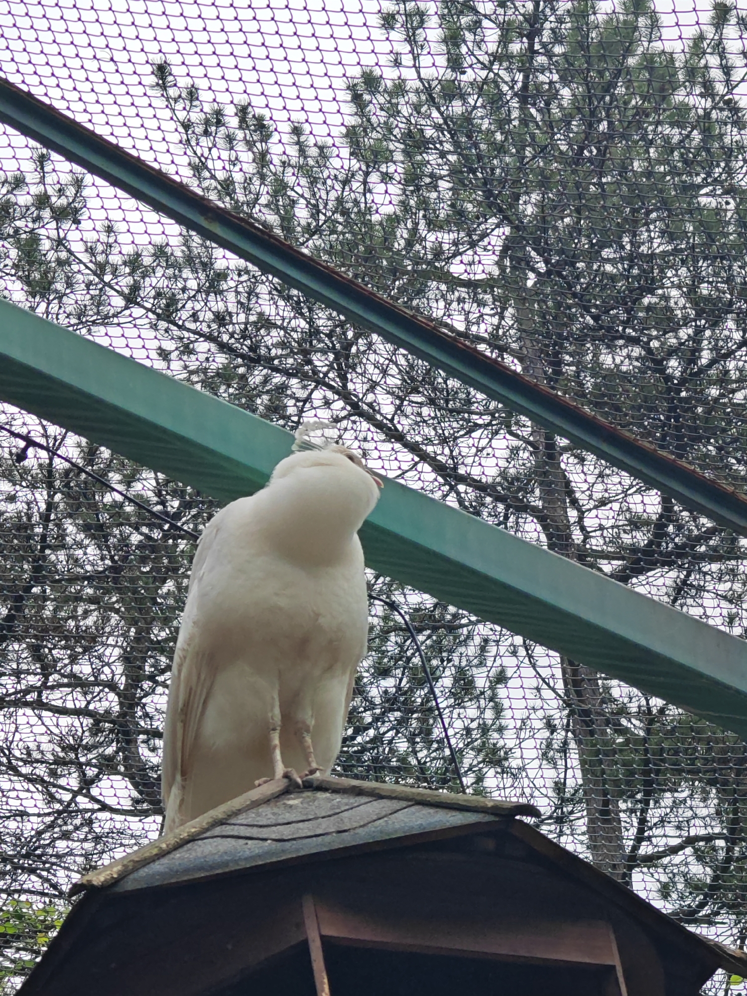 An upright, full-bodied, white peacock stands on the apex of a dark brown roof. The roof is likely that of a small shed or enclosure. The peacock is positioned beneath a green metal frame covered with a fine mesh netting. Behind the peacock and structure is a backdrop of pine trees. The scene is set in the city of Shumen, Bulgaria. No people are visible.