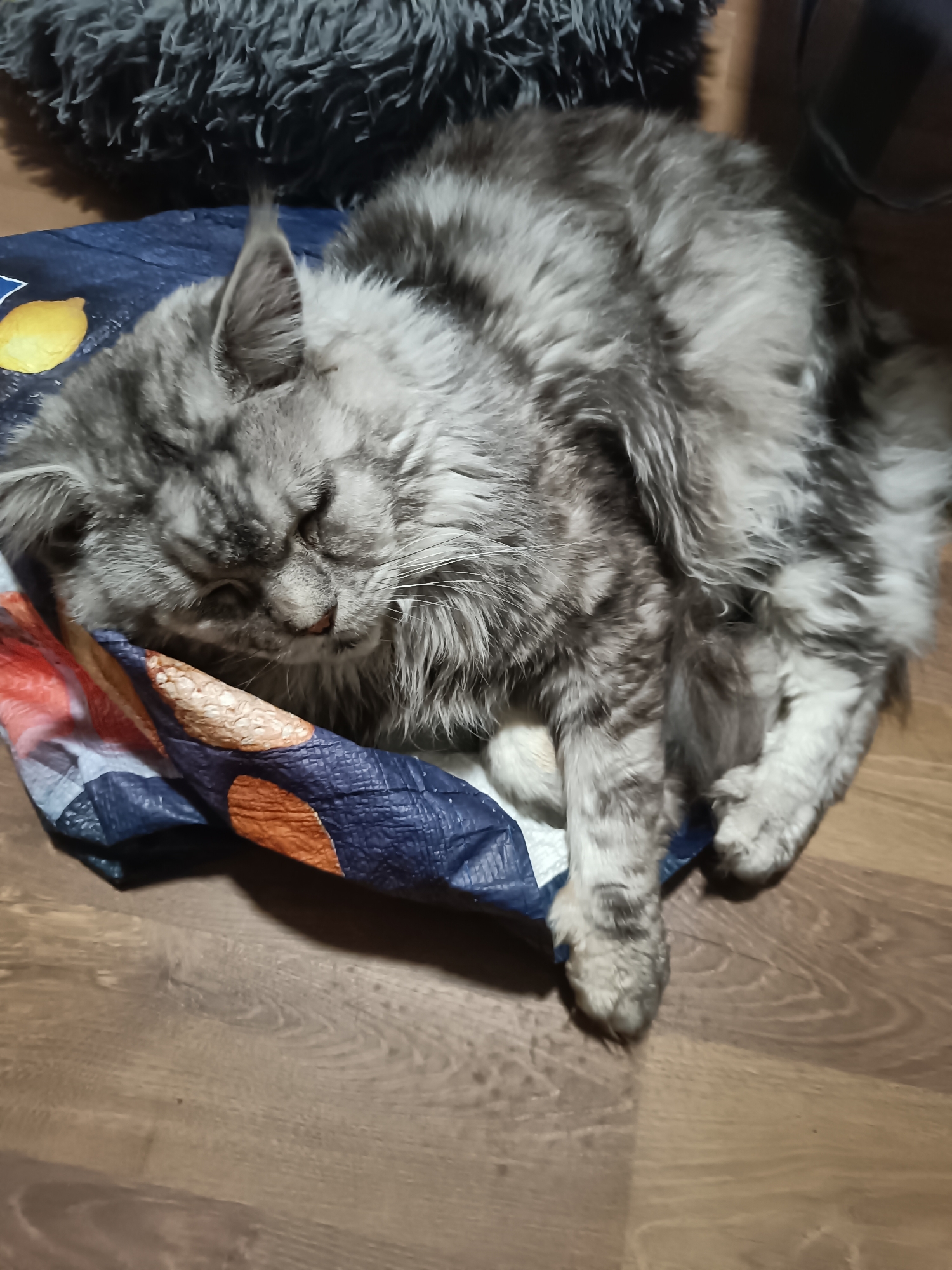 An indoor, eye-level shot captures a large, fluffy, silver and grey tabby cat, likely a Maine Coon, curled up and sleeping peacefully. The cat's dense, long fur displays distinct tabby markings, and its eyes are closed in slumber. Its head is nestled down, resting partially on a blue reusable shopping bag adorned with orange and yellow fruit-like patterns. Behind the cat's head, in the upper background, is a dark grey, shaggy cushion or blanket. The cat's paws and parts of its body extend onto a warm-toned wooden floor with visible grain. The scene evokes a sense of comfort and tranquility, with the cat appearing completely relaxed. There is no visible text in the image. The photograph was taken in Leuven, Belgium.