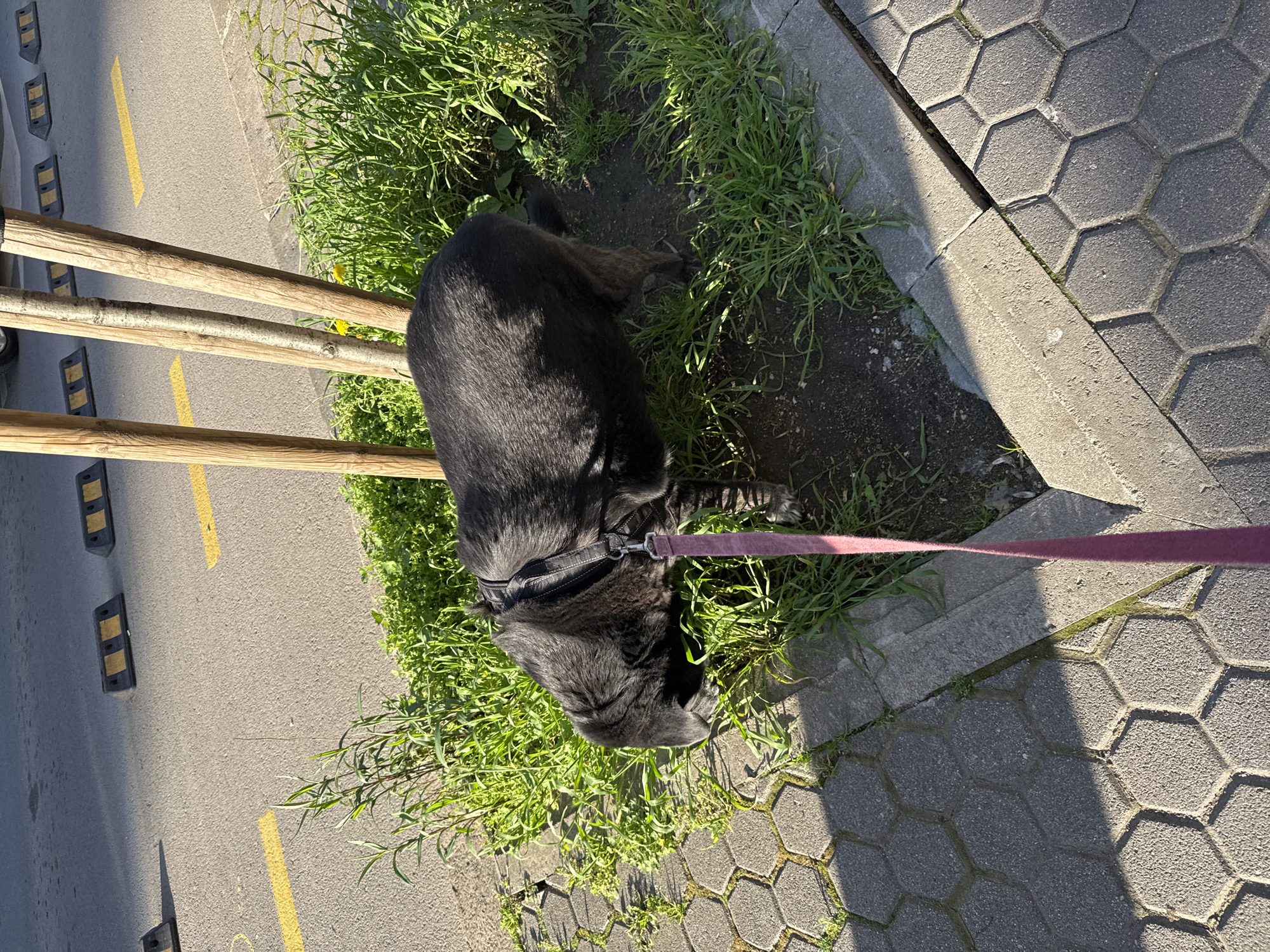 A black dog is lying in a patch of grass between a sidewalk and a street in Sofia, Bulgaria. The sidewalk is made of hexagonal paving stones and is bordered by a concrete curb. The street has a yellow painted line, wooden posts, and black and yellow traffic barriers. The dog is wearing a black harness and is attached to a pink leash. The grass is thick and green. The scene is illuminated by bright sunlight.