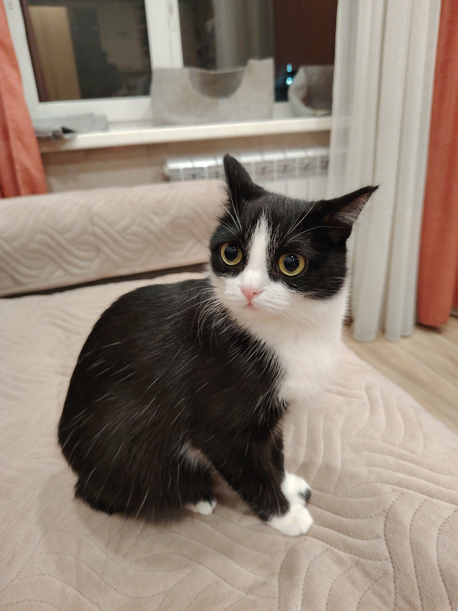 A medium-full shot shows a black-and-white cat sitting on a tan couch. The cat is positioned slightly off-center to the left of the frame and is looking towards the left. It has bright yellow eyes and a pink nose.
In the background, there is a window with white frames and a white sill. Objects are visible on the windowsill, but they are somewhat obscured by the light. Beige curtains are visible to the left and right of the window. The floor is made of light-colored wood.