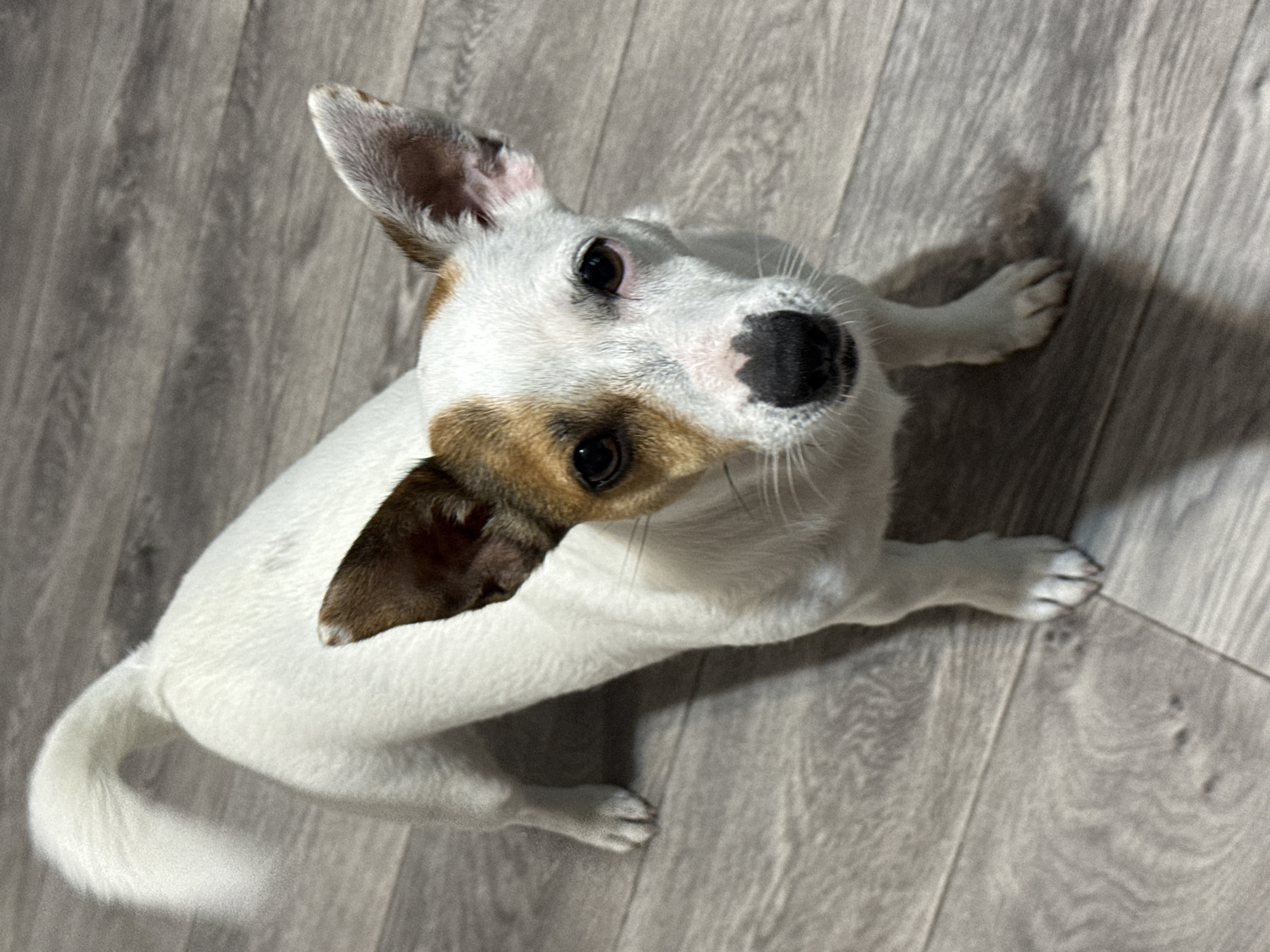 A white and brown Jack Russell Terrier dog stands on a wooden floor, looking directly at the camera. The dog has brown markings around its eyes and ears, and a black nose. Its tail is held high and curved. The lighting is indoor, with a shadow cast on the floor to the dog's right. The image was captured indoors in Lysva, Russia.