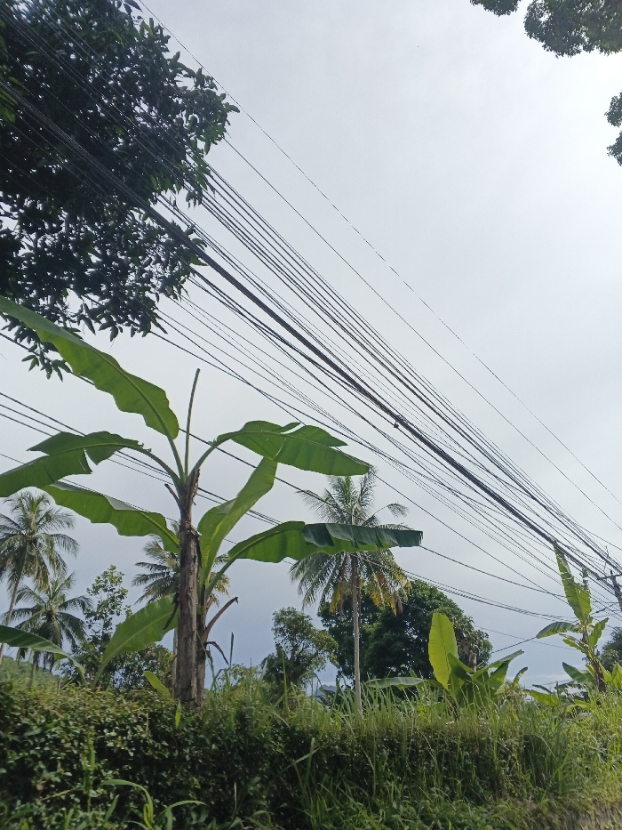 The image presents a vibrant tropical landscape featuring abundant greenery and a complex network of overhead utility lines beneath an overcast sky. In the foreground and midground, several large banana trees with broad, green leaves are prominent. Numerous palm trees, likely coconut palms, are visible in the midground and background, alongside other dense green trees and bushes, forming a rich undergrowth. Tall grasses and smaller plants line the bottom of the frame.
A dominant feature of the upper portion of the image is a dense array of black utility lines. These lines stretch diagonally across the frame, crisscrossing and layering, indicative of extensive electrical or communication infrastructure. A dark-leaved tree occupies the upper left corner, with its foliage partially obscuring some of the lines.
The sky is a uniform, light gray, suggesting an overcast or cloudy day, and the lighting is soft and diffused with no harsh shadows. No specific activity or events are taking place, and no people or visible text are present. The tropical vegetation strongly suggests a location like Carcar, Philippines, as provided in the context.