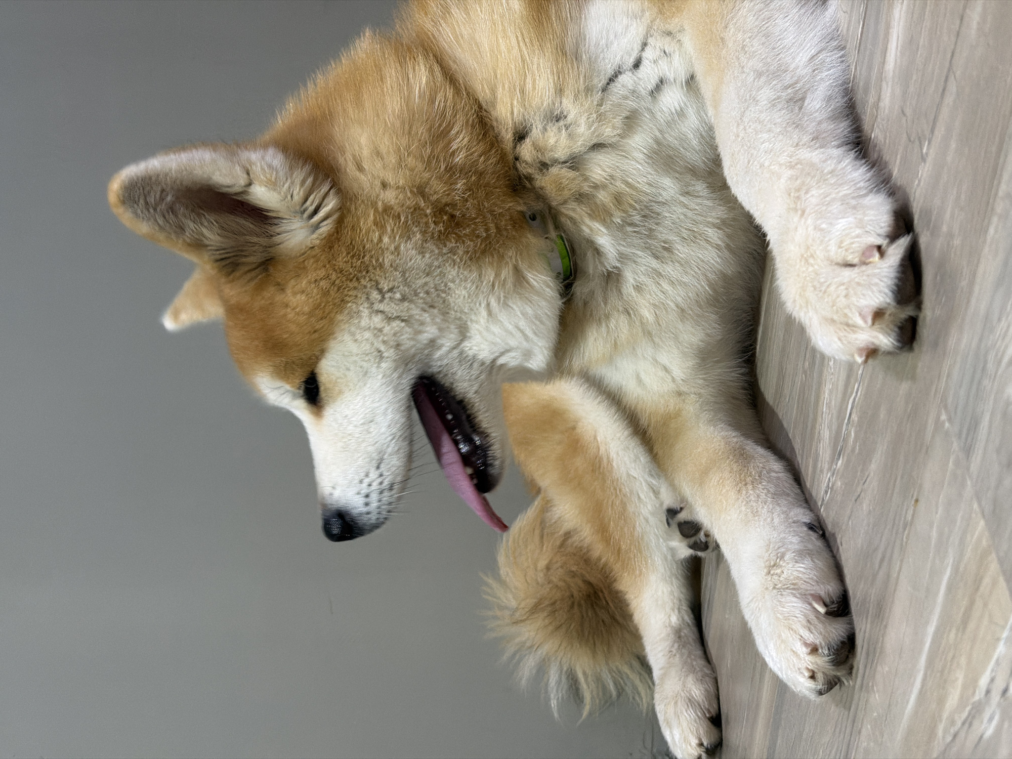 A medium shot captures an Akita dog lying on a wooden floor with a gray wall in the background. The dog is facing left with its mouth open and tongue out, appearing to pant. Its fur is a mix of golden brown and white. The dog is wearing a bright green collar. Its front paws are extended forward, and one hind leg is bent underneath its body. The overall lighting is soft, creating a relaxed atmosphere. There is no indication of the city of Chaikovsky, Russia, or any specific location.