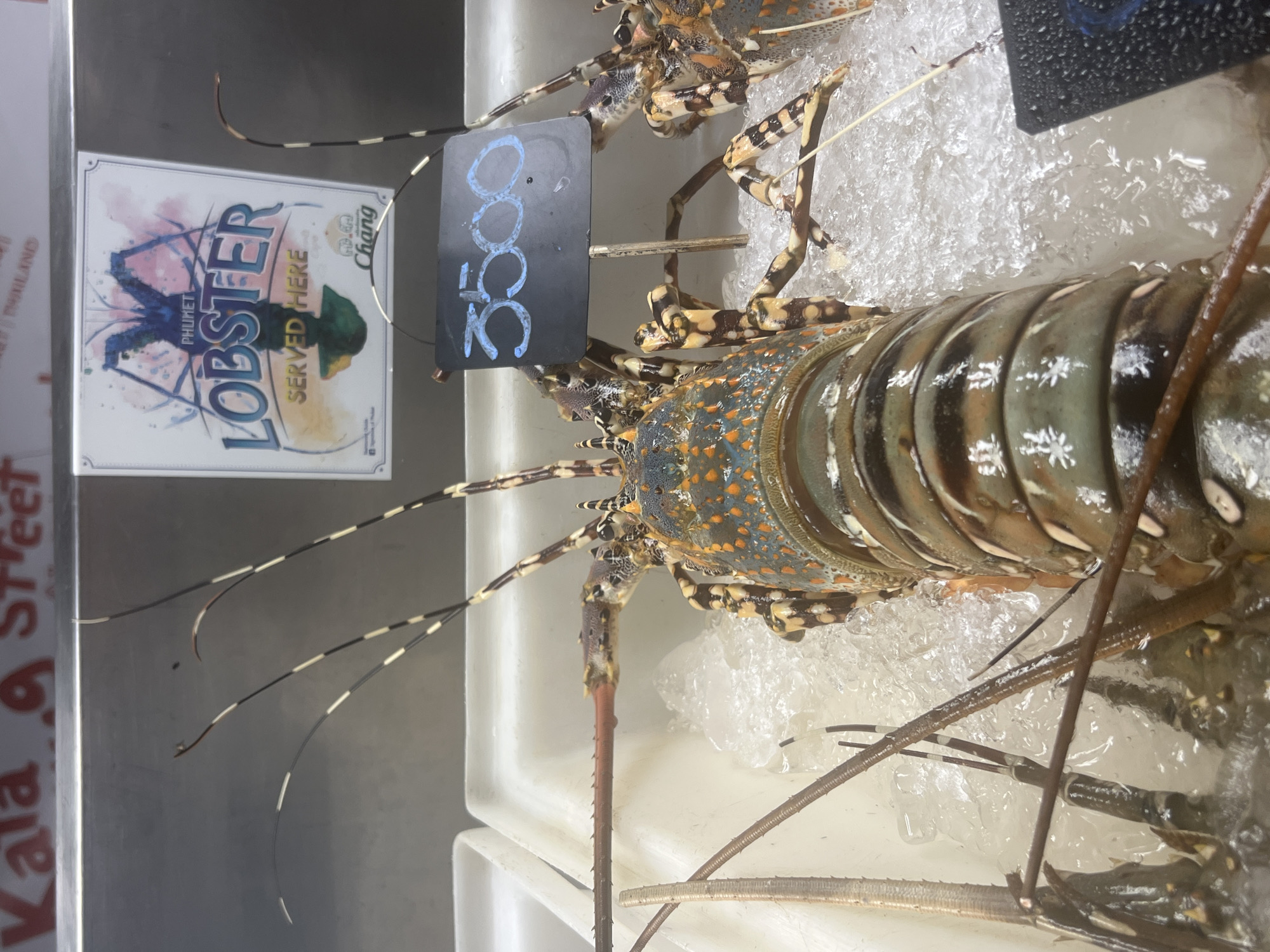 The image shows a close-up of two lobsters on ice in a market, likely a seafood stall in Karon, Thailand. The lobsters are whole and appear fresh, with their segmented bodies and long antennae visible. One lobster is positioned in the foreground, its colorful shell with blue, orange, and brown markings prominent. The other lobster is partially visible behind it.
A black price tag, with the digits "3500" written in white chalk or paint, is placed in front of the lobsters. To the left of the lobsters is a white sign with blue and watercolor graphics. The sign features the word "LOBSTER" in large, bold blue lettering, with "PHUKET" above it and "SERVED HERE" below. A small circular logo with "Chang" written on it is also visible on this sign, likely indicating a beverage brand associated with the establishment.
The setting is a wet environment, with ice surrounding the lobsters and a white container beneath them, suggesting a display for sale. The lighting appears to be artificial, common in market stalls. The image is taken from a slightly elevated angle, looking down at the lobsters. The overall impression is one of a bustling market environment where fresh seafood is being offered to customers. There are no people visible in the frame, but the presence of the price tag and display implies a commercial transaction. The background is slightly blurred, focusing attention on the lobsters and their pricing.