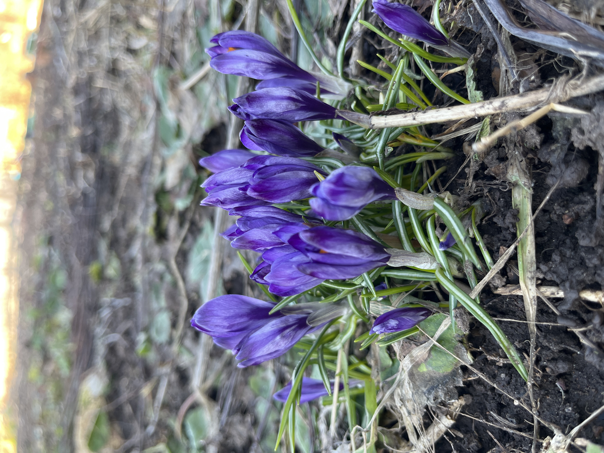A close-up, vertically oriented photograph displays a vibrant cluster of purple crocus flowers emerging from dark soil, set in an outdoor natural environment. The majority of the frame is filled with these early spring blooms, showcasing various stages from tightly closed buds to partially open flowers revealing their intricate purple petals and hints of yellow-orange stamens. Their slender, bright green, grass-like leaves intertwine around the flower stems, providing a verdant contrast to the rich violet hues.
The dark, moist soil around the base of the plants contains remnants of dried leaves and thin twigs, suggesting a natural, unmanicured setting like a garden bed, woodland edge, or park. The background is significantly blurred, featuring soft, indistinct shapes of trees or other vegetation, with a prominent bright yellow-orange glow on the far left, indicating either direct sunlight or a brightly illuminated area. This glow suggests a daytime setting, possibly morning or late afternoon, casting a soft light on the scene. The blossoming crocuses signify the arrival of spring, implying mild weather conditions suitable for their growth. There is no visible text in the image. The location context provided is Chaikovsky, Russia.