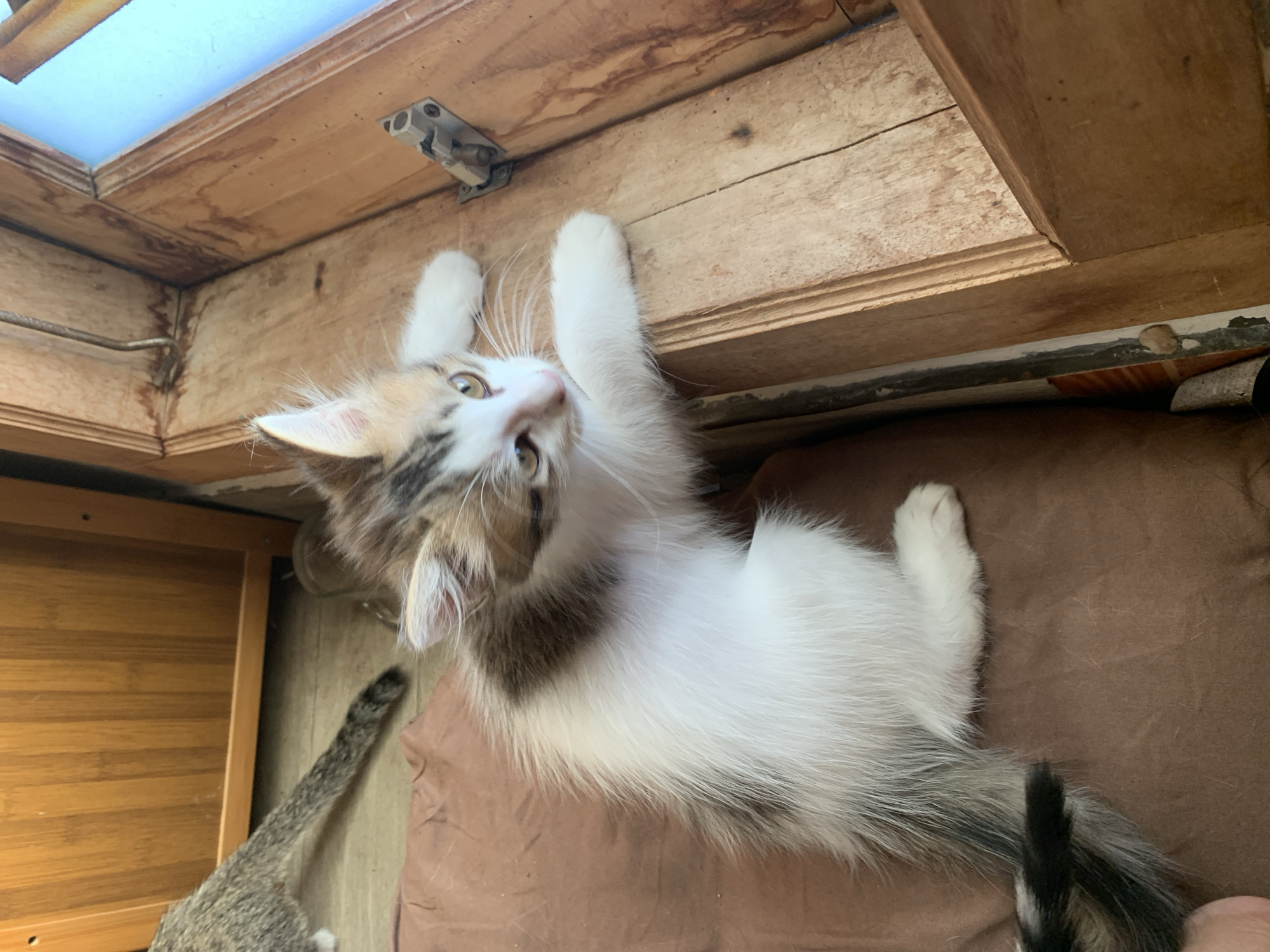 In Tanjungsepreh, Indonesia, a fluffy calico kitten is perched on a brown cushion, its front paws resting on a wooden doorframe. The kitten's fur is a mix of white, brown, and black, with striking amber eyes. Its gaze is directed towards something outside the frame, hinting at an interaction or observation. The background reveals a wooden cabinet and a sliver of a blue wall, suggesting an indoor setting with natural light filtering in. The scene captures a moment of curiosity and playfulness in a typical Indonesian home.
