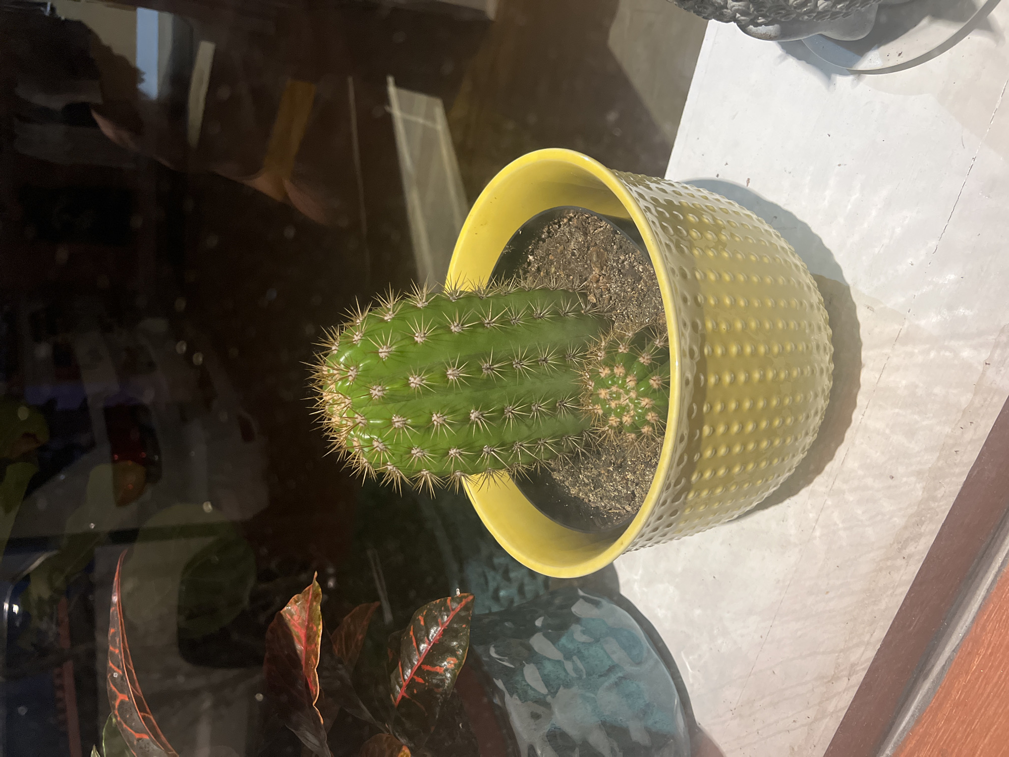 A vibrant green columnar cactus with numerous sharp, light-colored spines stands upright in a bright yellow, dimpled ceramic pot. The pot is filled with dark soil and shows a smaller cactus offset growing near the base of the main plant. The cactus and its pot are positioned on a light gray or off-white surface, likely a windowsill or table, where natural light casts a soft shadow.
Behind and beneath the cactus, a dark, reflective surface, possibly glass or a polished table, mirrors elements of an indoor environment. These reflections reveal hints of other indoor plants, including one with distinctive dark red and green variegated leaves, and a portion of a teal or blue-green ceramic object. The reflections also suggest parts of a room interior or window frame. The overall scene captures a neatly arranged indoor plant, benefiting from natural illumination within a home in the City of Newburgh, United States of America. No activity is taking place, and no text is visible.