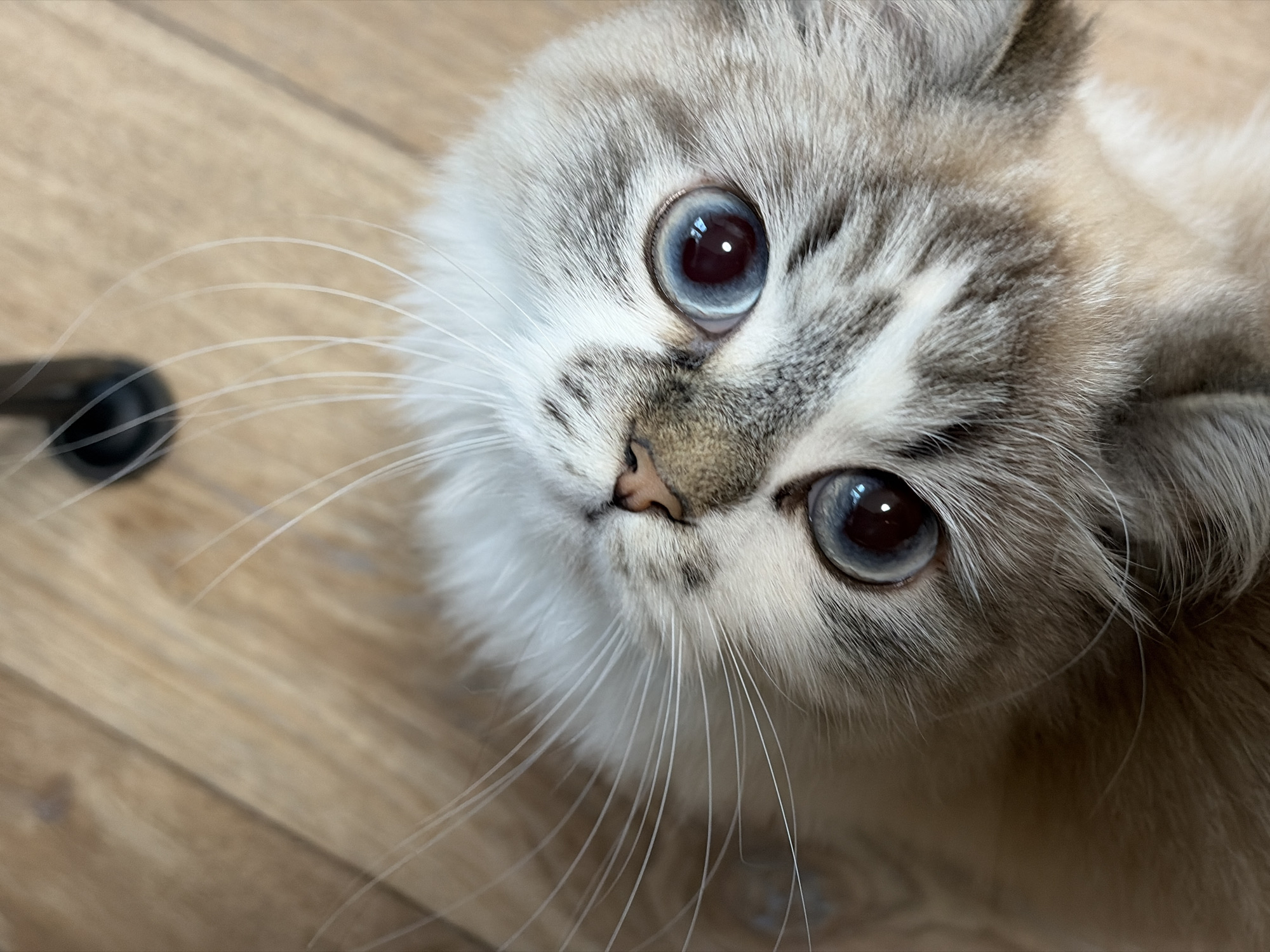 A close-up, high-angle shot captures a light-colored cat with striking blue eyes. The cat's face is primarily white with light grey markings around the eyes, nose, and ears. It has a small pink nose, and its whiskers are long and white. The background consists of light brown wooden flooring. A small, black object is slightly out of focus in the upper left corner. There is no indication of the city of Rostov-on-Don, Russia.