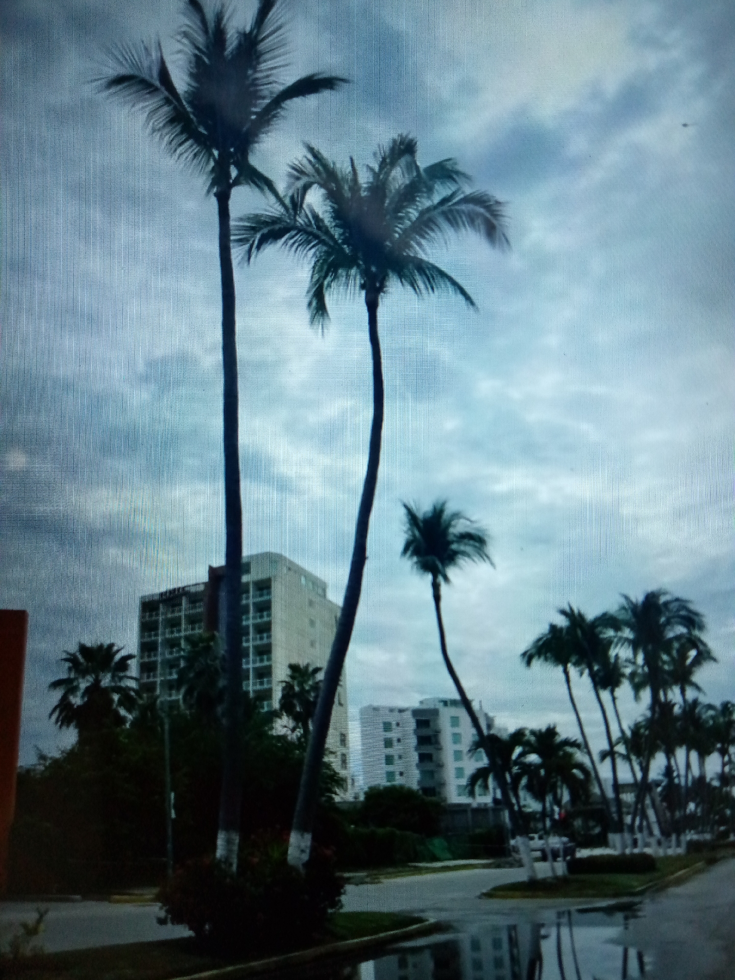 The image depicts a street scene in Unknown, Unknown, characterized by palm trees and overcast skies. Two tall palm trees dominate the foreground, with other palms lining the street. In the background, two buildings with multiple floors are visible. The street itself is wet, reflecting the surroundings. No people are visible in the image.