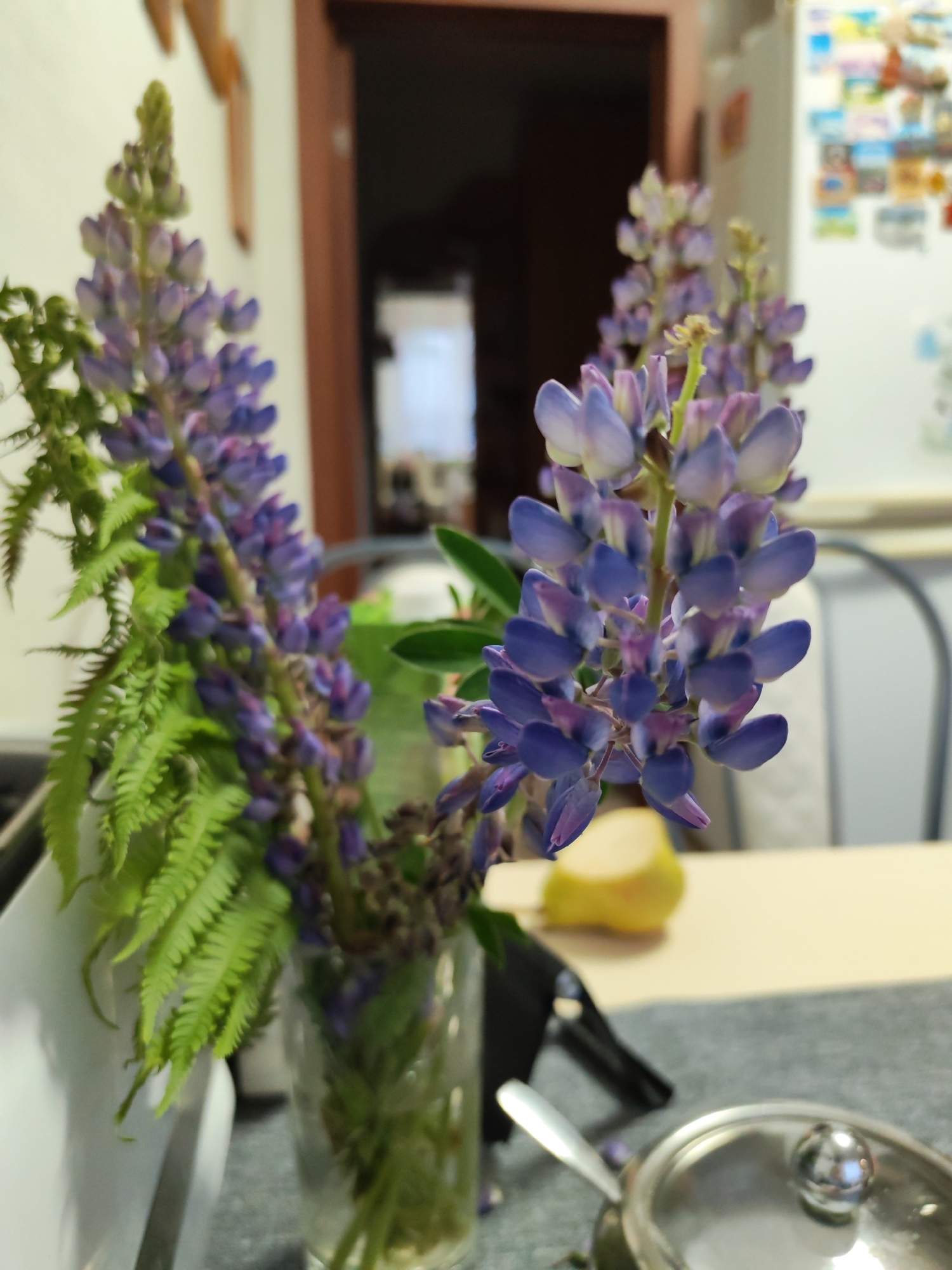This image depicts an indoor scene in Malaya Purga, Russia, likely a kitchen or dining area. The primary subjects are a bouquet of purple and blue lupine flowers, accompanied by green fern fronds, arranged in a clear glass vase positioned on a table. The lupines exhibit multiple inflorescences, each composed of numerous small, closed or partially open florets. The fern fronds are distinctly pinnate with finely divided leaflets.
In the immediate foreground, on the right side, a partial view of a small, silver-colored metal pot with a domed lid and a spherical handle is visible. A silver spoon rests near this pot. These items are situated on a dark grey, textured surface, possibly a placemat or tablecloth. Behind the pot, a lighter beige-colored surface, presumably a table, extends across the frame.
Further back on the beige table, a yellow fruit, potentially a pear, is partially visible and out of focus. A dark, indistinct object, possibly part of a chair or bag, is present to the left of the fruit.
The background features a light-colored wall on the left. In the center-right, a dark brown wooden door frame and partially open door lead into another room, which appears brighter. To the far right, a white appliance, likely a refrigerator, is adorned with numerous small, colorful magnets or photographs, though these details are significantly blurred. No people are visible in the scene. The lighting suggests an indoor setting with ambient light.
