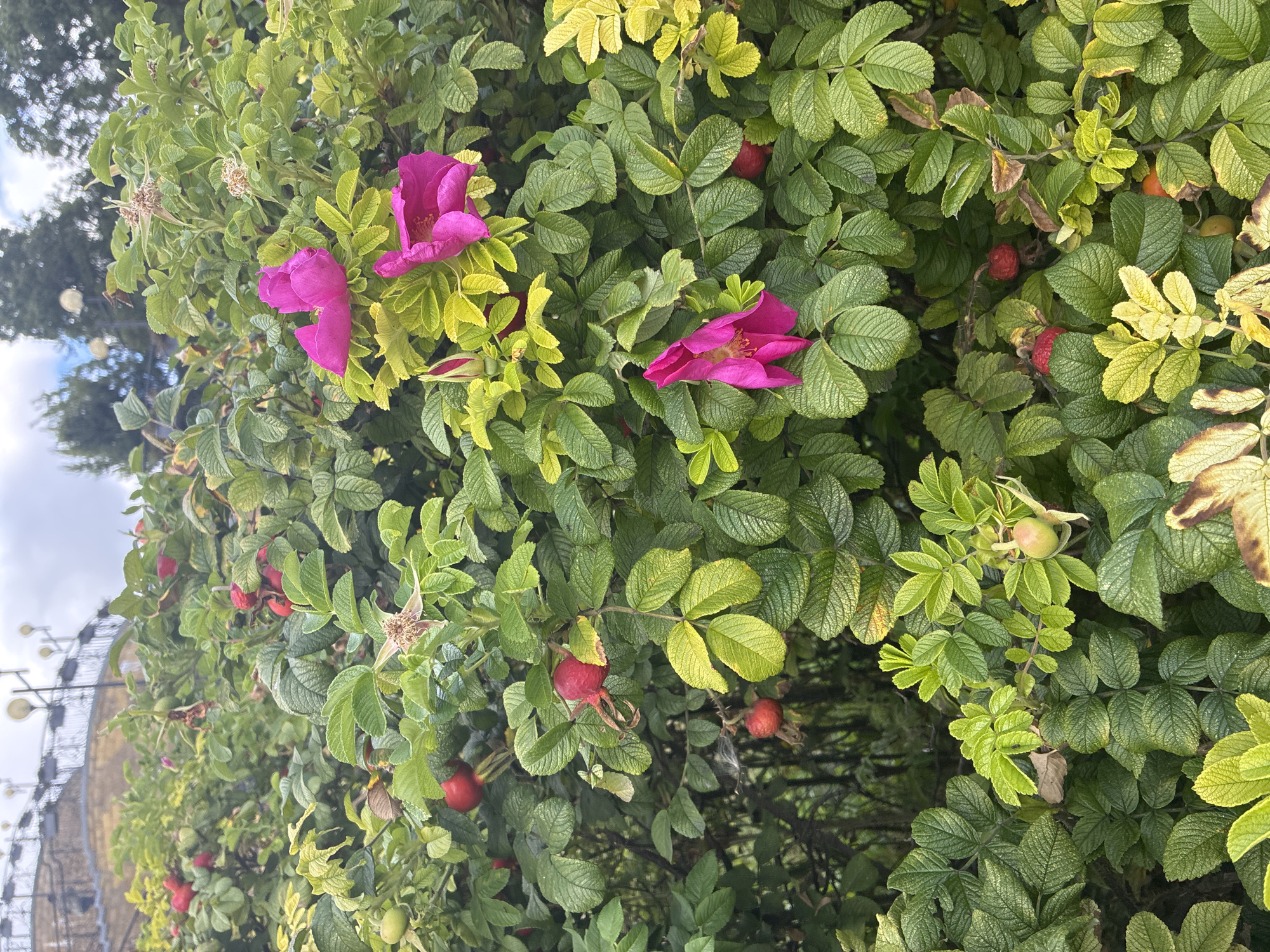 The image shows a dense bush with vibrant green leaves and several bright pink flowers. Some of the leaves are turning yellow, indicating the change of season. Red rose hips are scattered throughout the bush, along with some unripe green rose hips. In the background, there is a blurry view of a walkway or structure with streetlights, suggesting an urban environment. The lighting is soft, and the sky is overcast. Without specific landmarks visible, it is not possible to determine the location within Mahilyow, Belarus.