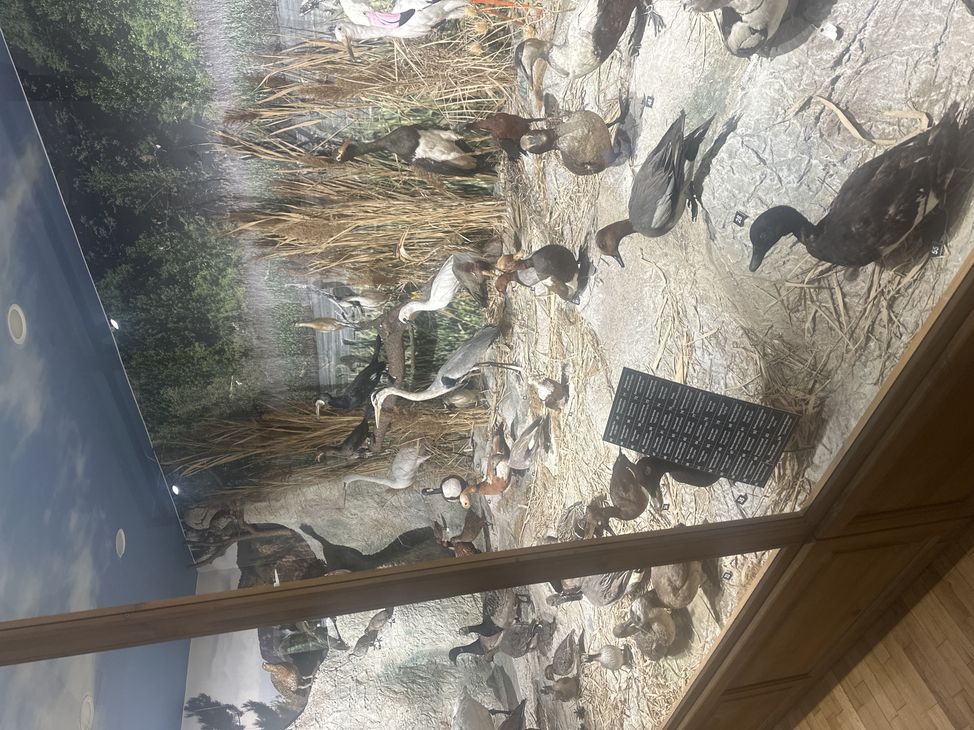 This image depicts a diorama of various bird species. The diorama includes painted backgrounds of natural habitats like a riverbank with trees and tall grasses, creating a realistic scene. Taxidermied birds of different species, including ducks, herons, and geese, are arranged within the diorama, simulating natural poses and behaviors. A rectangular black label with white text, presumably identifying the species, is affixed to the scene. The display is encased in a glass case with a wooden frame. Based on the content, this appears to be an exhibit in a museum or natural history display, likely found in a location with a collection of this kind, such as a natural history museum in Plovdiv, Bulgaria, assuming it is from this location.