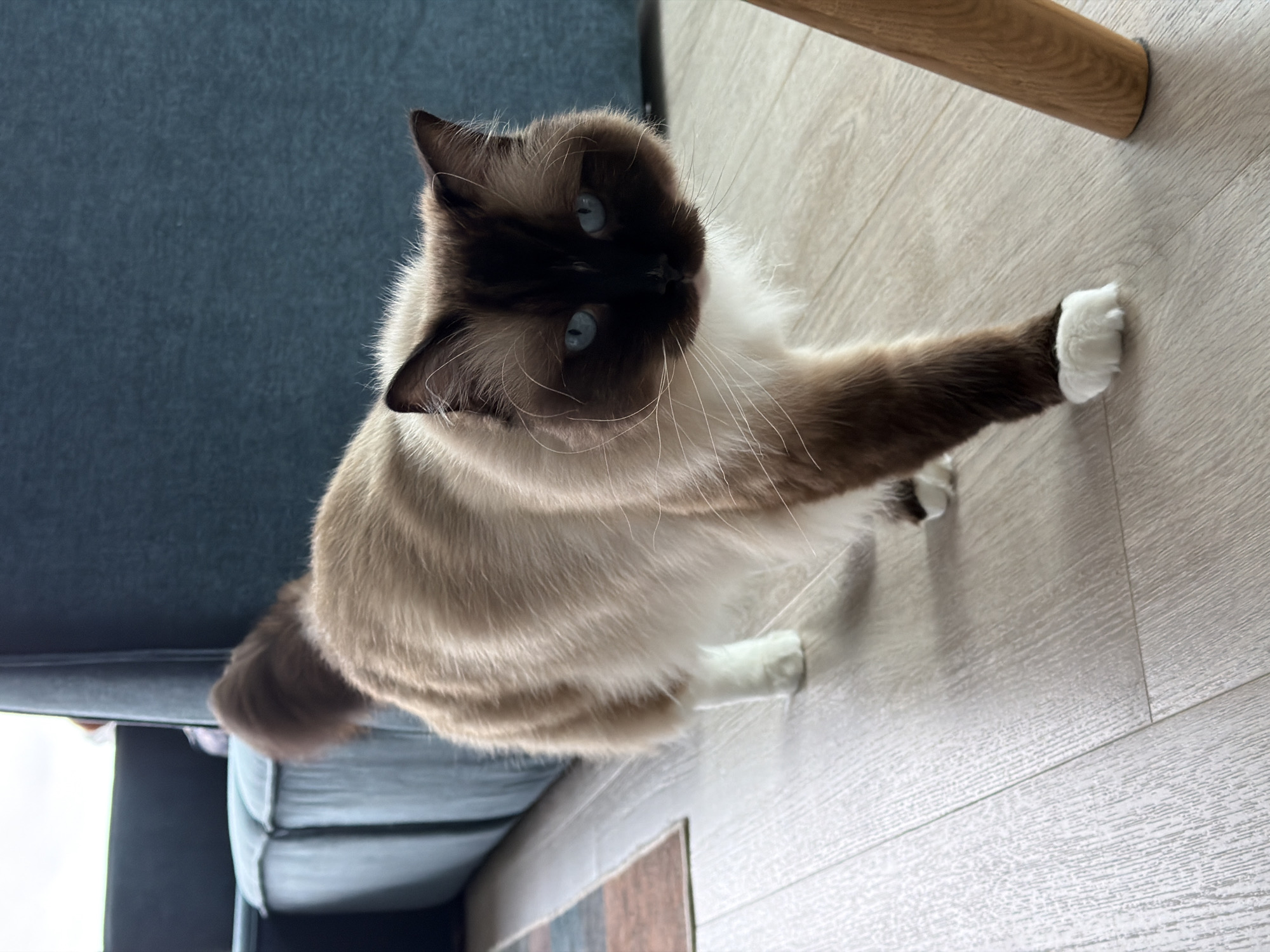 A domestic cat with light brown and white fur and blue eyes walks across a light-colored wooden floor. The cat has dark brown markings on its face, ears, and tail. In the background, a teal-colored sofa is visible. The image does not provide any information about the location in Rijswijk, Netherlands.