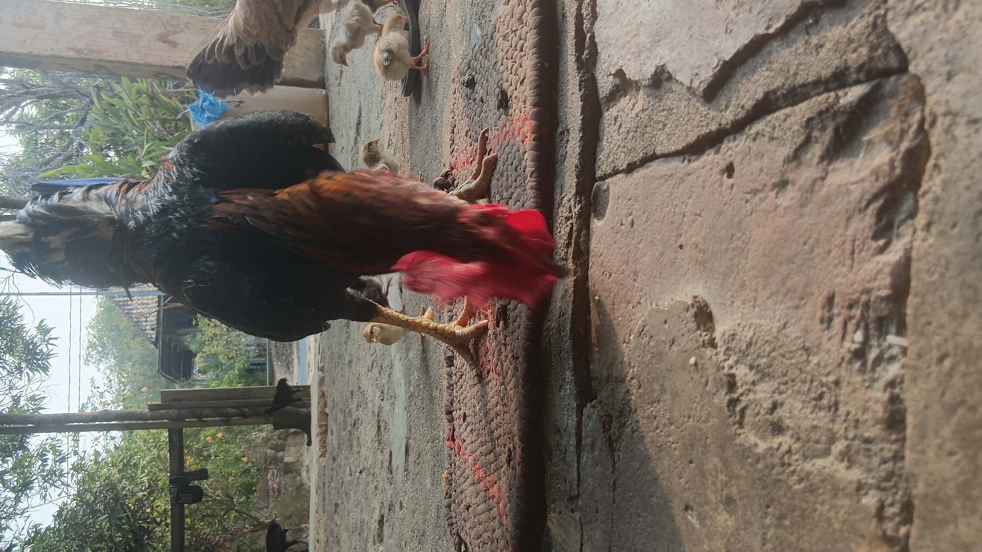 The image depicts a rooster and several chicks on a doormat. The rooster is black and red, with its head lowered towards the doormat, possibly eating. The chicks are small and yellow, scattered around the rooster. The doormat appears to be worn and has a red substance on it. The background shows a rural or semi-rural setting with trees, a building, and dirt or sand. The ground in the foreground is made of concrete or stone, with some cracks. The overall impression is of a domestic scene with farm animals in an outdoor environment. Without additional information, it is not possible to pinpoint the exact location within Prabumulih, Indonesia, but the scene suggests a residential area or a farmstead.