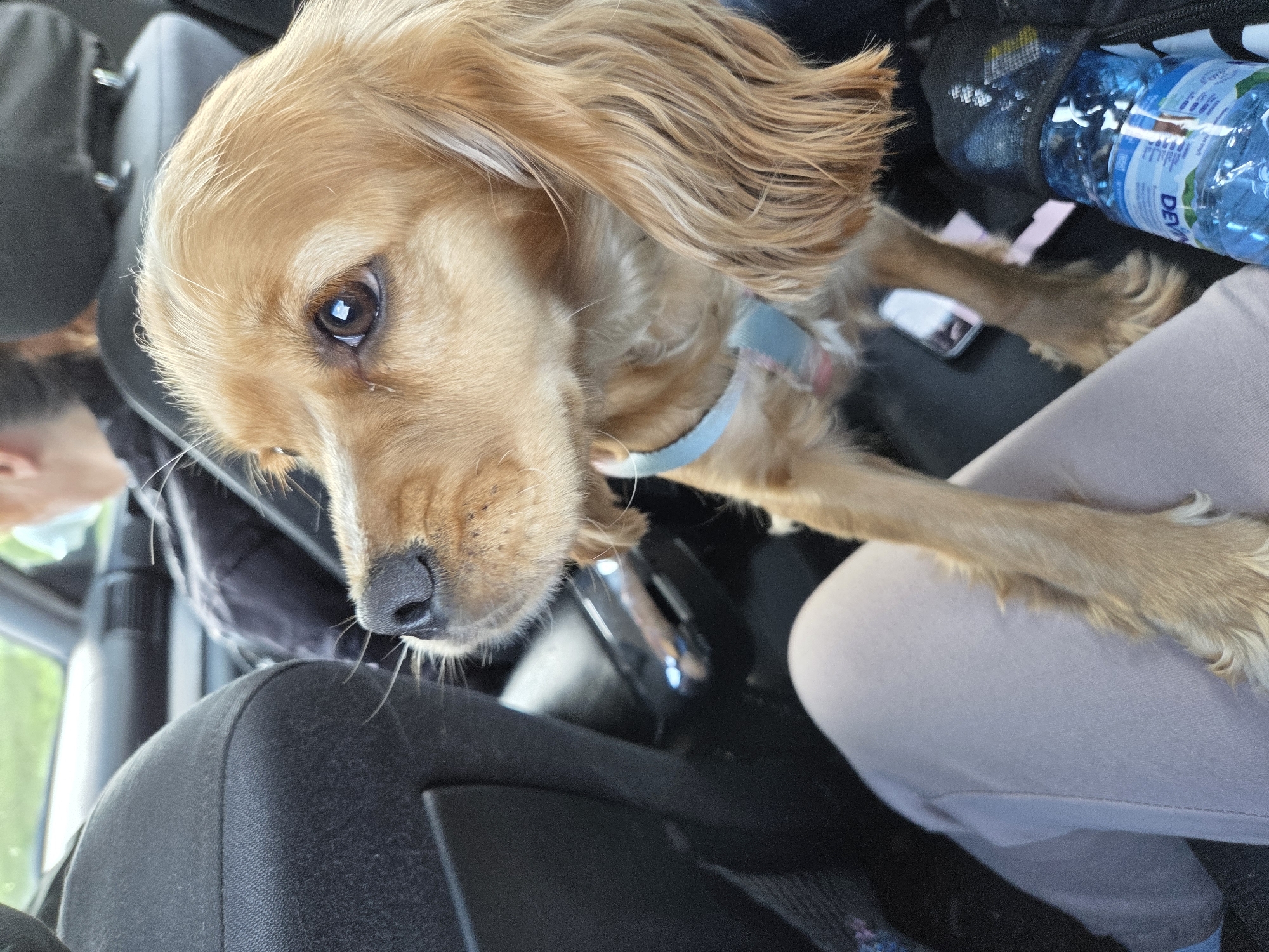 A brown cocker spaniel sits in the passenger seat of a car. The dog is wearing a light blue collar. A person is seated next to the dog. A bottle of water is beside the dog. The image was taken in a car; the location is Koilovtsi, Bulgaria.