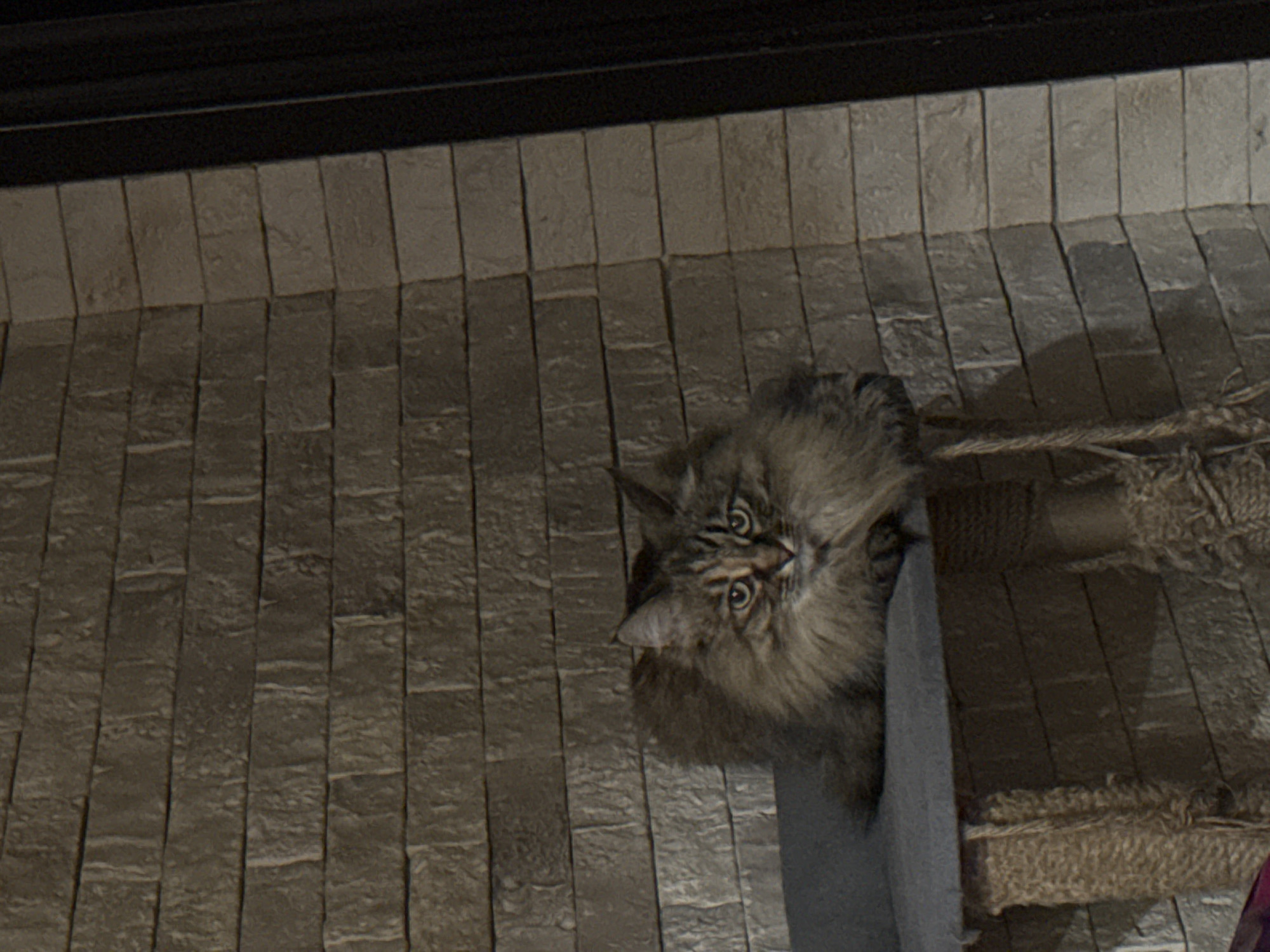 A fluffy, brown tabby cat sits atop a gray vertical post, which is part of a cat tree or scratching post, positioned against a wall covered in gray brick-like tiles. The cat is looking directly at the camera with its yellow-green eyes. A rope-wrapped section of the cat tree or post is visible next to the cat. The top of the image is dark, obscuring any further detail of the surrounding environment. The location is not discernible as Votkinsk, Russia from the image.