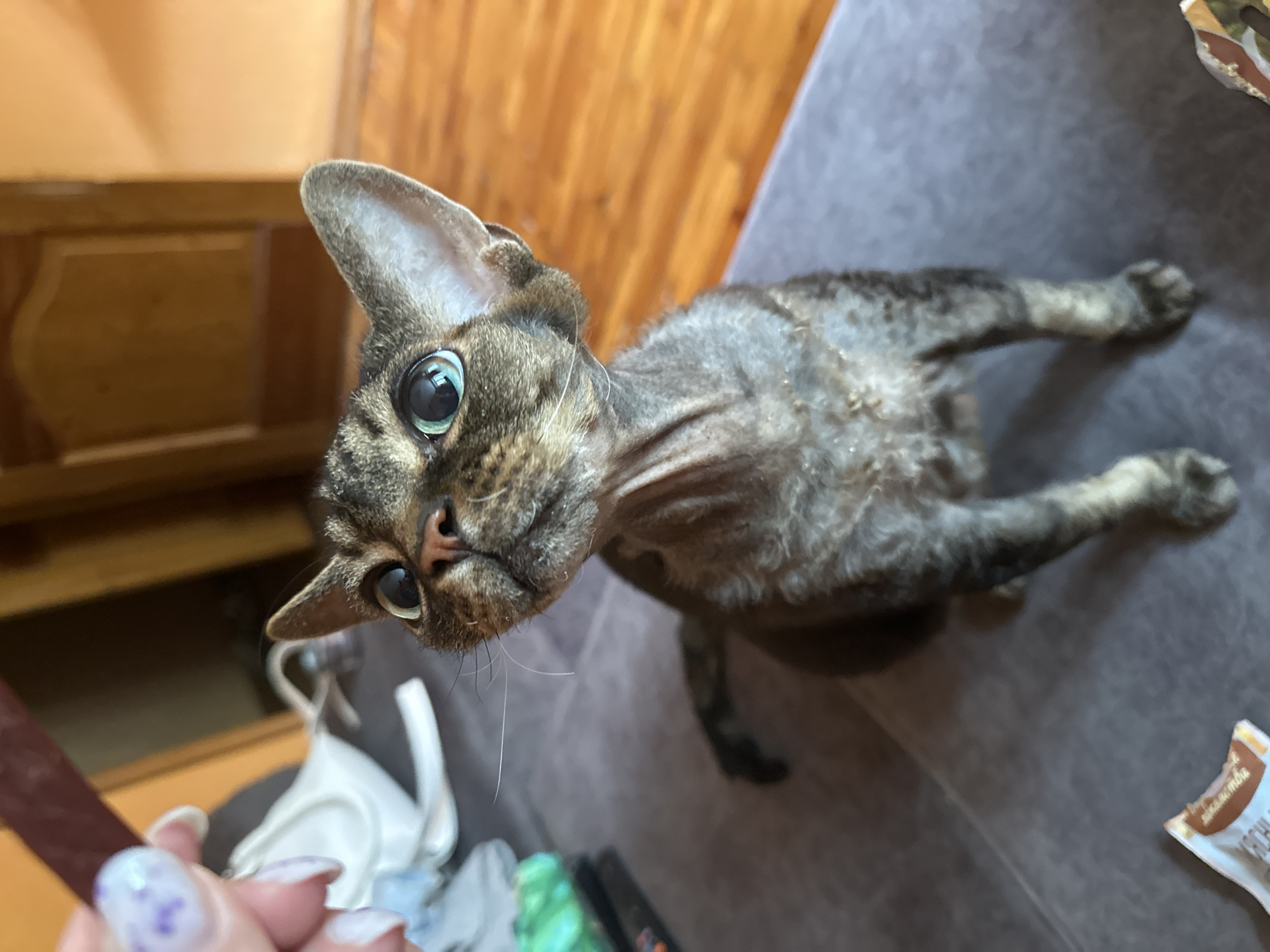 In an indoor setting, a close-up shot features a thin, grey tabby cat with large, greenish-blue eyes, sitting on a grey couch. The cat is looking upwards, its gaze fixed on something held just out of frame at the top left. A human hand, with painted fingernails, is visible in the upper left corner, holding a dark, elongated object, likely a treat, towards the cat. In the background, a wooden floor and a partially visible wooden door suggest a residential interior. The environment appears to be a domestic setting within the city of Sinyavino, Russia.