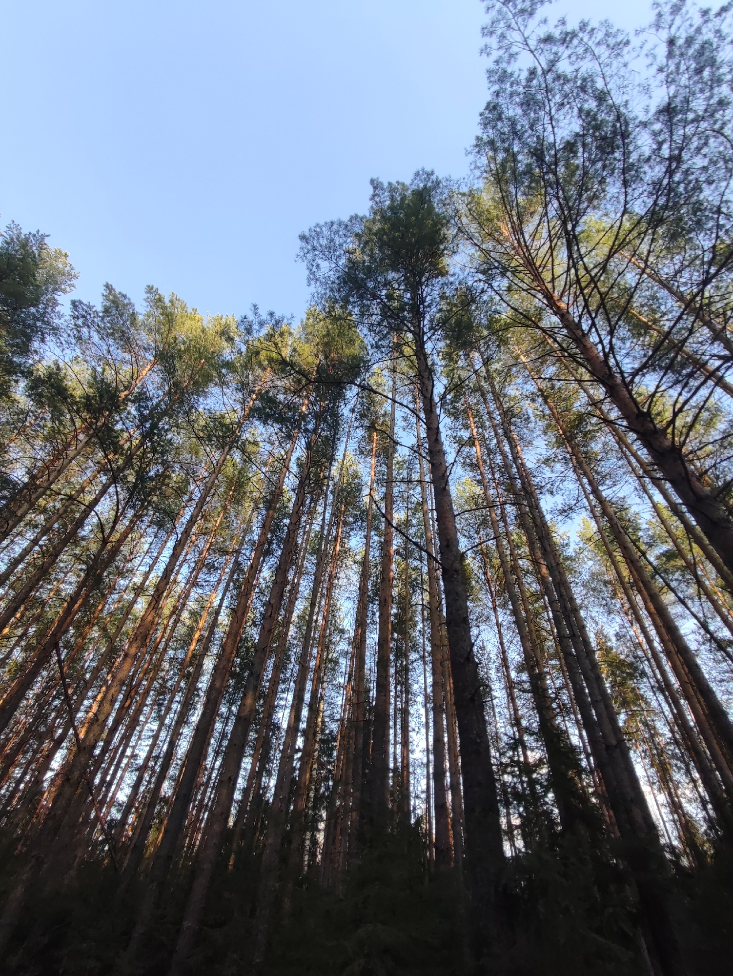 Looking upwards from the forest floor, a dense grouping of tall, slender trees fills the frame. Their trunks, mostly straight and vertical, converge slightly as they rise, disappearing into the canopy of green foliage at the top. The sky, visible through gaps in the canopy, is a clear, bright blue. The trees appear to be located in a forest near Chaikovsky, Russia. The time of day appears to be daytime, and the sun appears to be shining brightly, based on how the sunlight permeates the tree trunks.