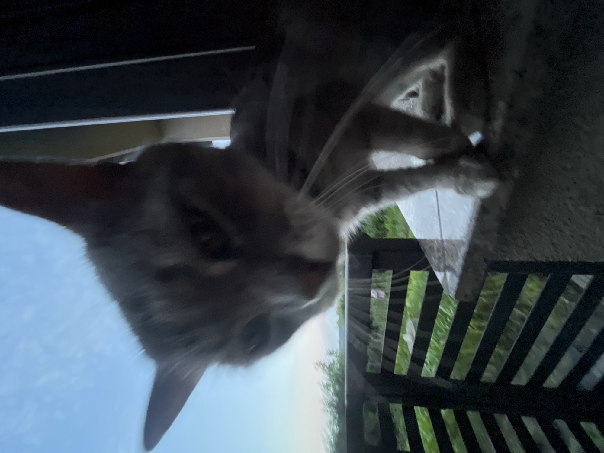 A close-up, low-angle shot captures a domestic cat with gray and white fur. The cat is positioned on a granite ledge, with its front paws visible. Its head is angled downwards and slightly to the left, with its eyes appearing to look down. The background features a dark railing with horizontal slats, through which green foliage and grass can be seen. The sky above is a pale blue, suggesting either dawn or dusk. The image is slightly blurred due to motion. The scene is located on a balcony or porch, possibly in a residential area within the city of Koroviia, Ukraine.