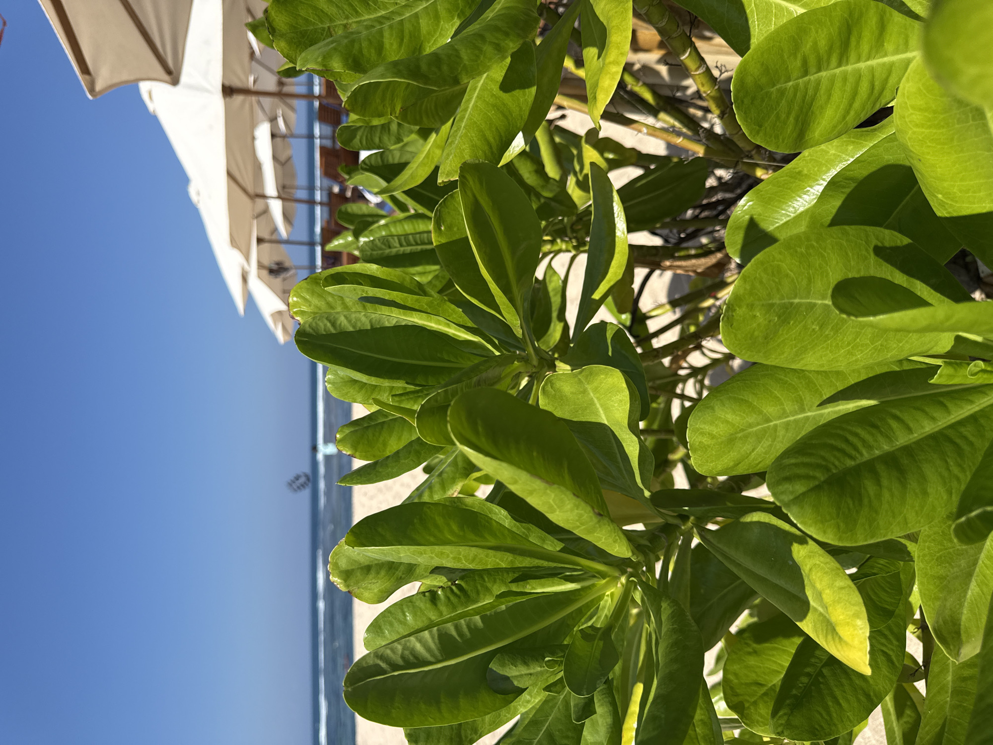 In Kuta Selatan, Indonesia, a sun-drenched beach scene unfolds, dominated by the lush green foliage of beachside vegetation in the foreground. The vibrant leaves, reflecting the bright sunlight, create a natural barrier, partially obscuring the view beyond. Behind the plants, a stretch of sandy beach leads to the tranquil ocean. The water, a deep blue, meets the horizon under a clear, cloudless sky. Several white beach umbrellas are set up in rows on the sand, suggesting a resort or a designated recreational area. The umbrellas are open, angled to provide shade, and several empty lounge chairs are visible beneath them. The overall atmosphere is one of serene relaxation, characteristic of a tropical beach destination.